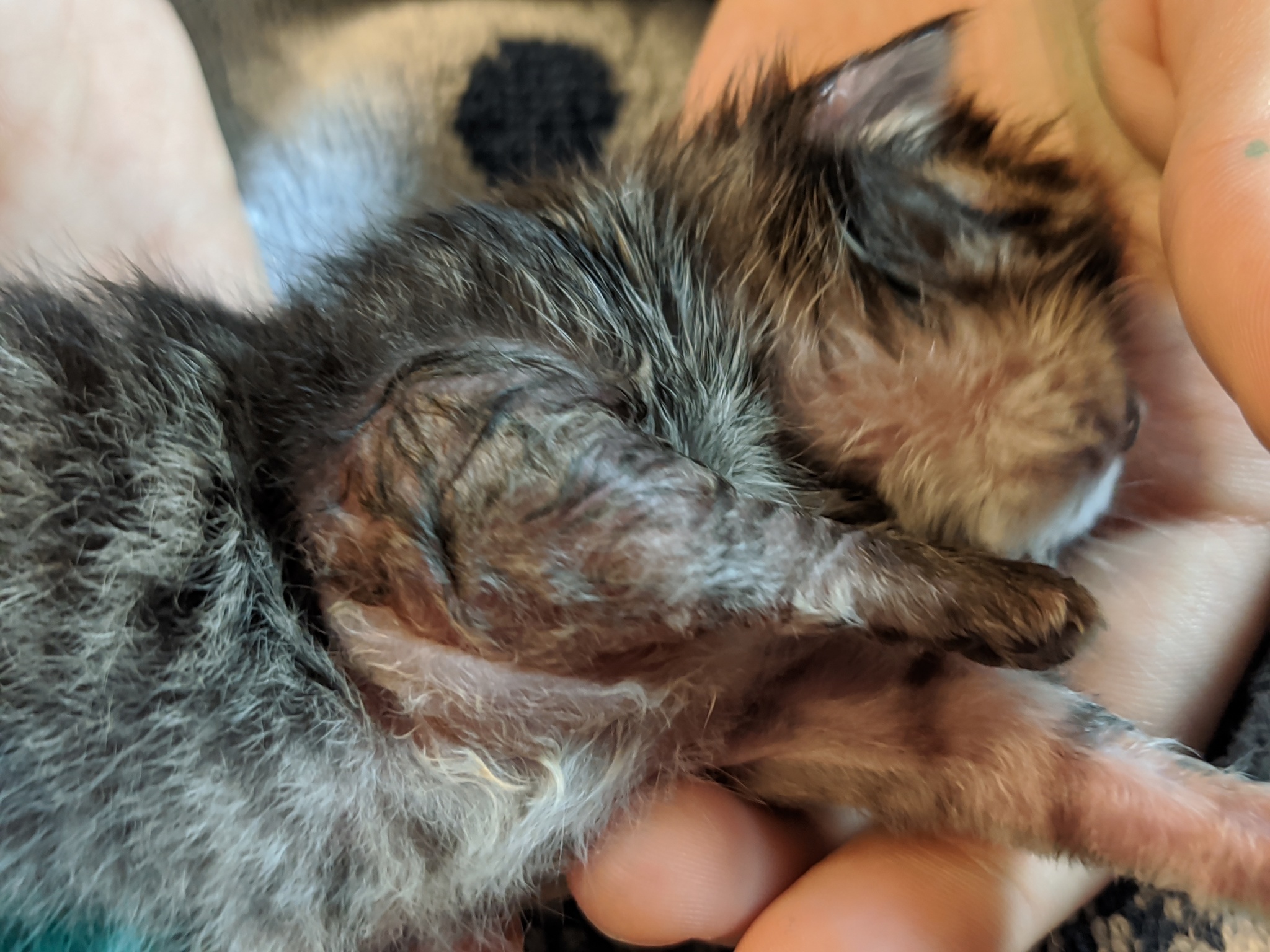 The kitten's paw is swollen - Question, Ask Peekaboo, Longpost, cat