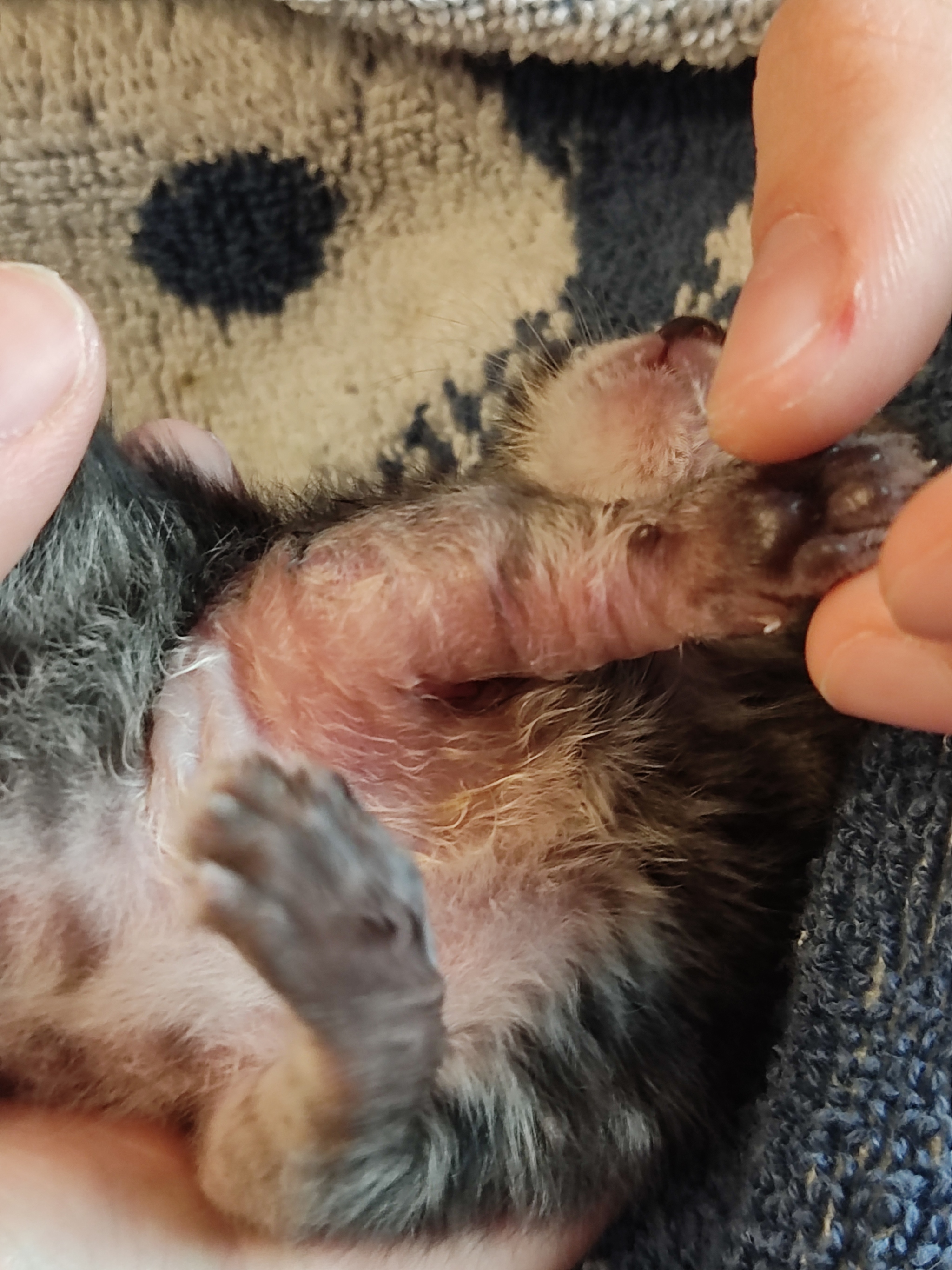 The kitten's paw is swollen - Question, Ask Peekaboo, Longpost, cat