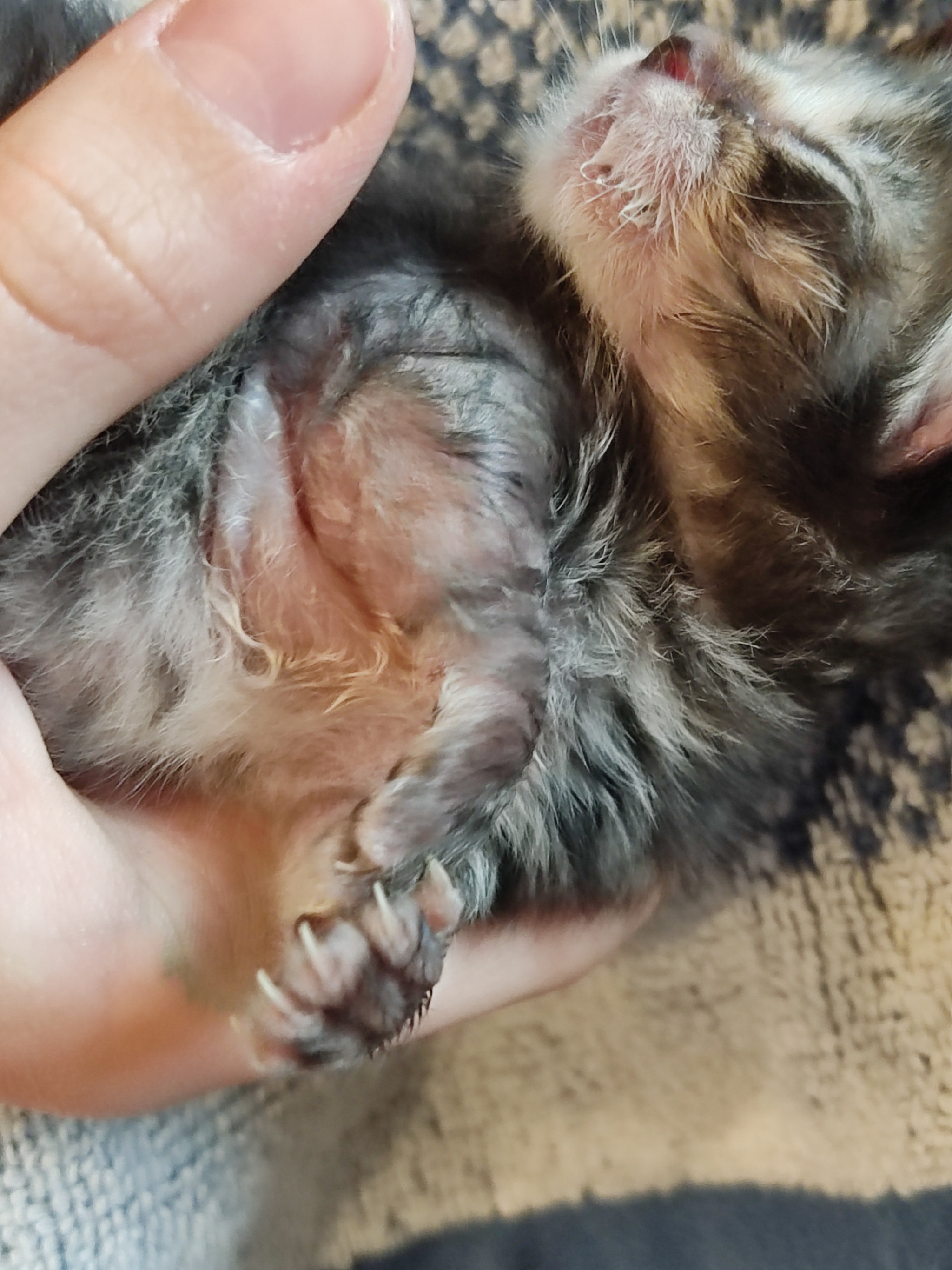 The kitten's paw is swollen - Question, Ask Peekaboo, Longpost, cat