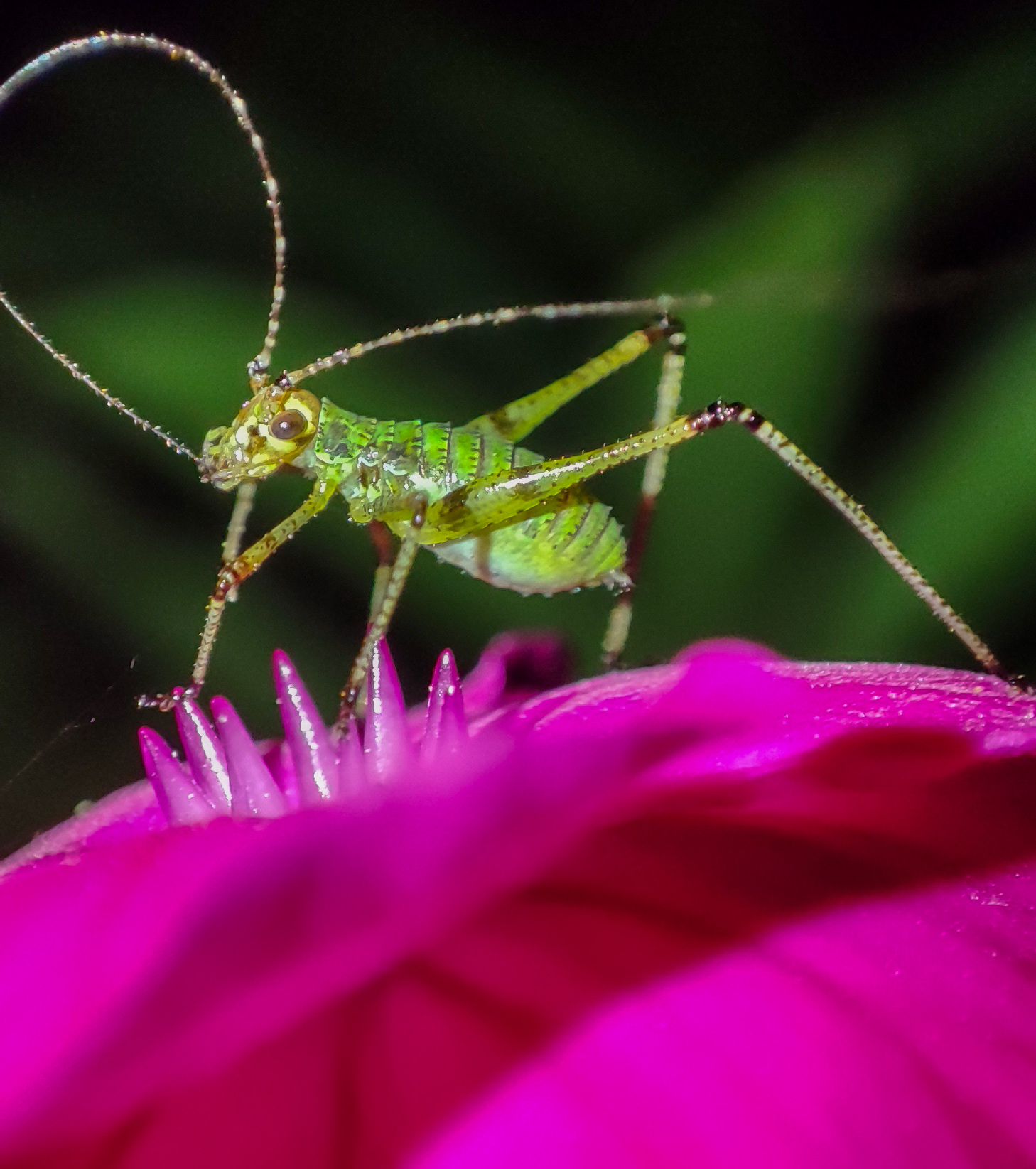 Night meeting in the garden - My, Macro photography, Animals, Nature, Volgograd region, Mobile photography, Grasshopper, Insects, Crickets, In the animal world, Wild animals, Longpost