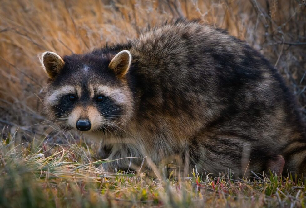 Raccoon invasion in Japan - Raccoon, Predatory animals, Animals, Japan, The photo, Negative, Farmer, Losses, Tokyo, Telegram (link)