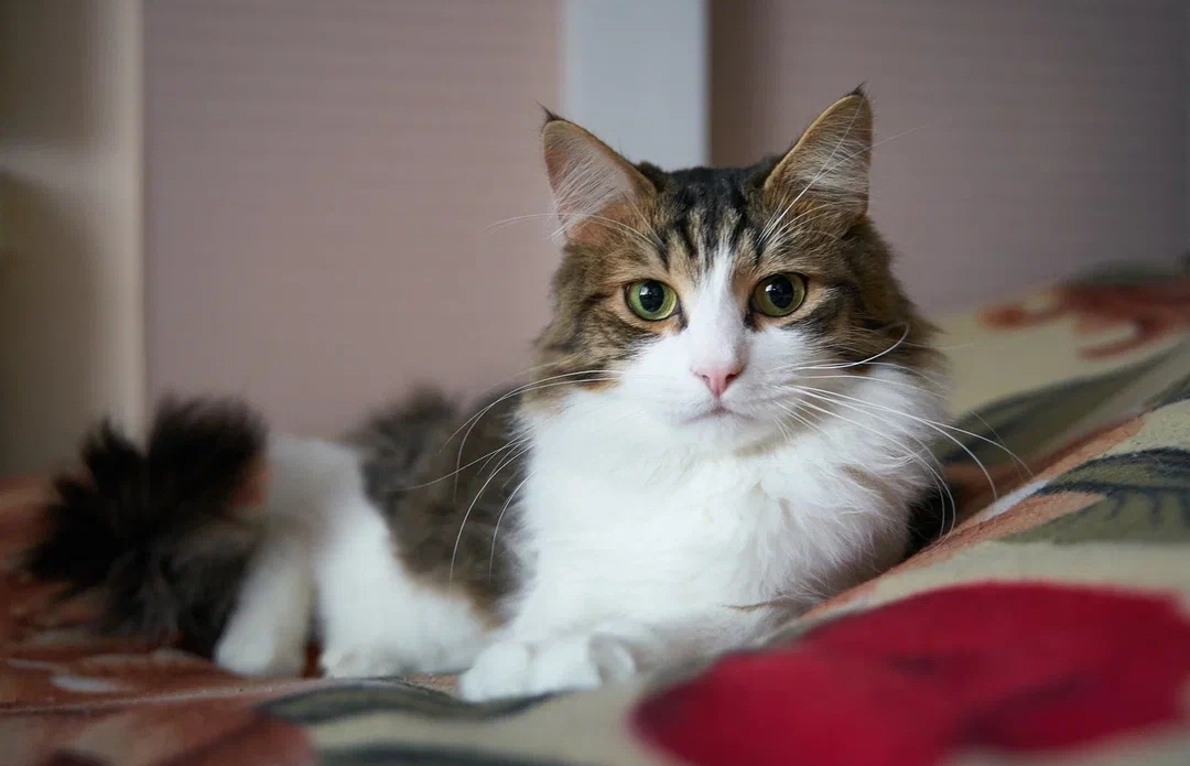 Cornflower in good hands - In good hands, Overexposure, No rating, Shelter, Homeless animals, Moscow, cat, Fluffy, Cat lovers, Help, Volunteering, Helping animals, The strength of the Peekaboo, Longpost