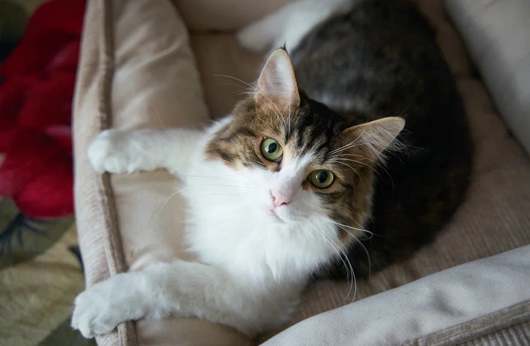 Cornflower in good hands - In good hands, Overexposure, No rating, Shelter, Homeless animals, Moscow, cat, Fluffy, Cat lovers, Help, Volunteering, Helping animals, The strength of the Peekaboo, Longpost