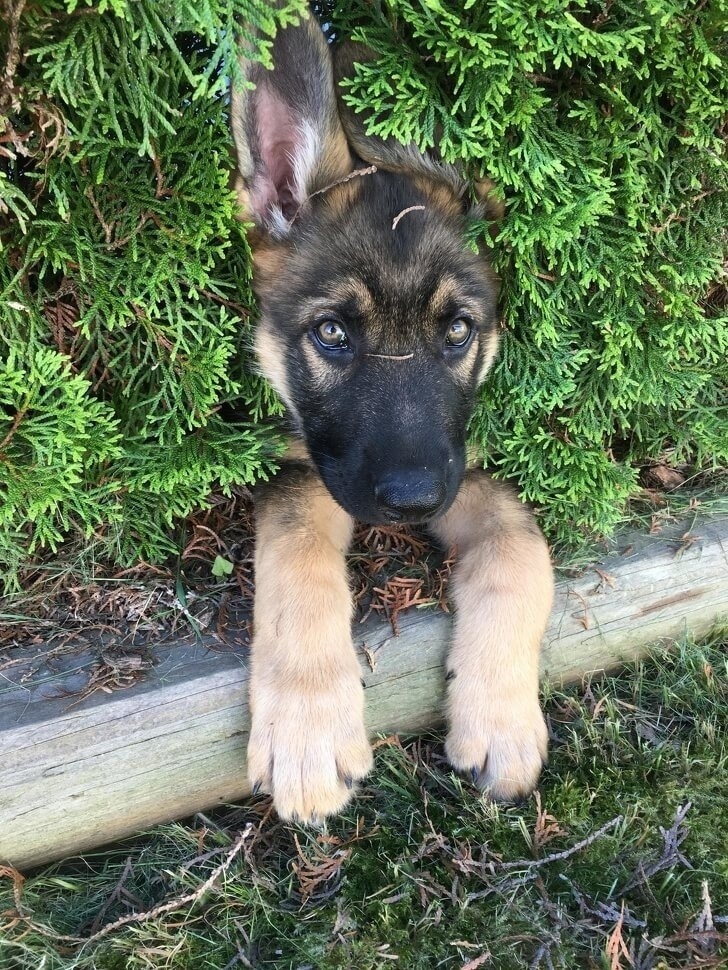 I went outside and he wasn’t there, it took a couple of minutes to find this miracle. - Dog, Animals, Pets, Walk, The photo, German Shepherd