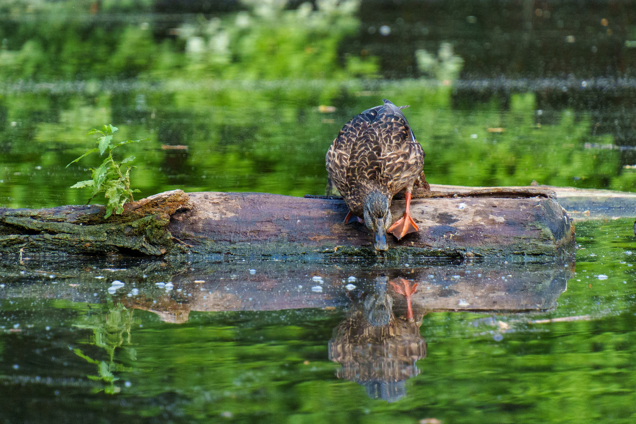 Walking around Novocherkassk #7 - My, The photo, Sony, Birds, Novocherkassk, Longpost