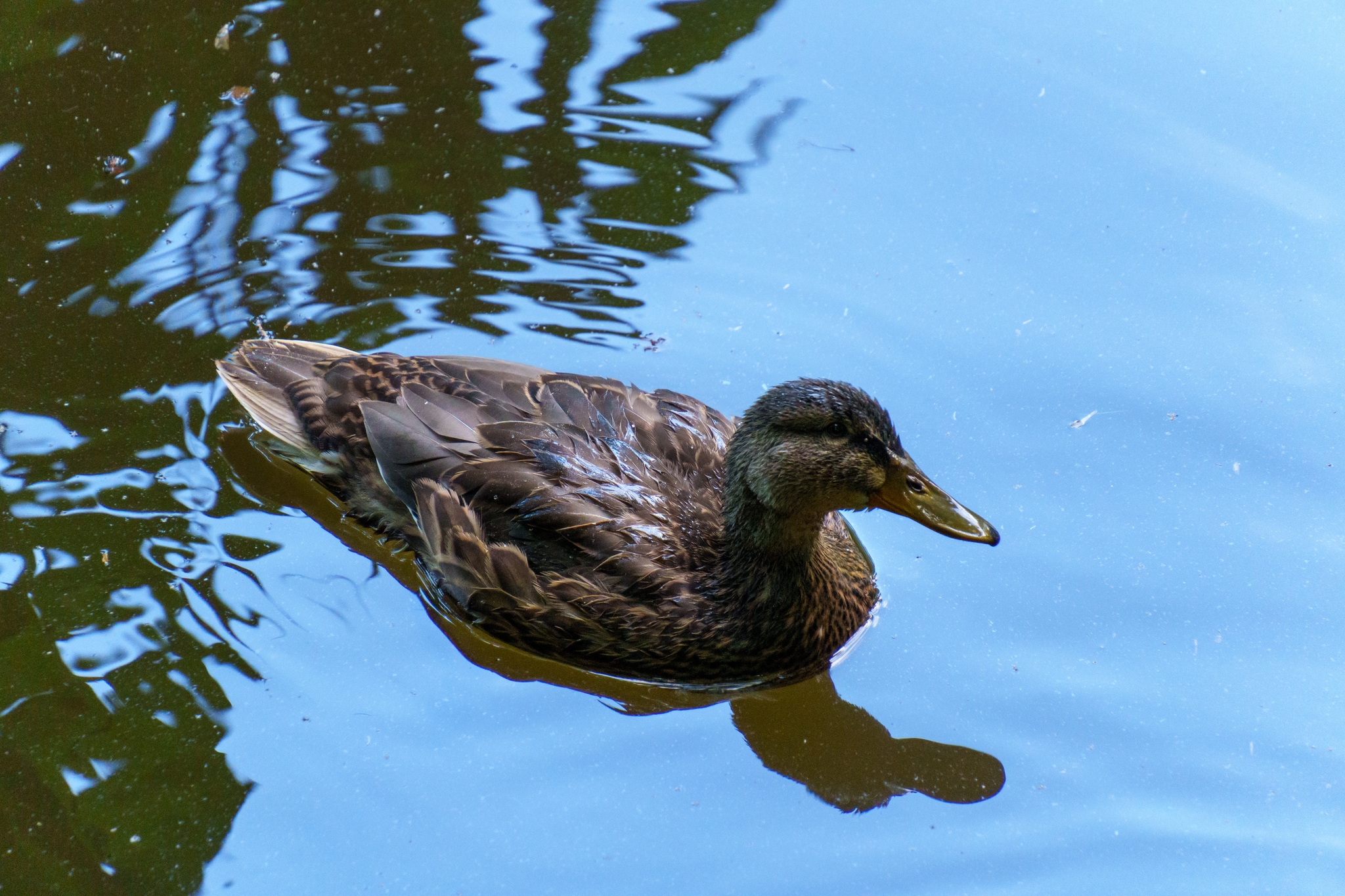 Walking around Novocherkassk #7 - My, The photo, Sony, Birds, Novocherkassk, Longpost