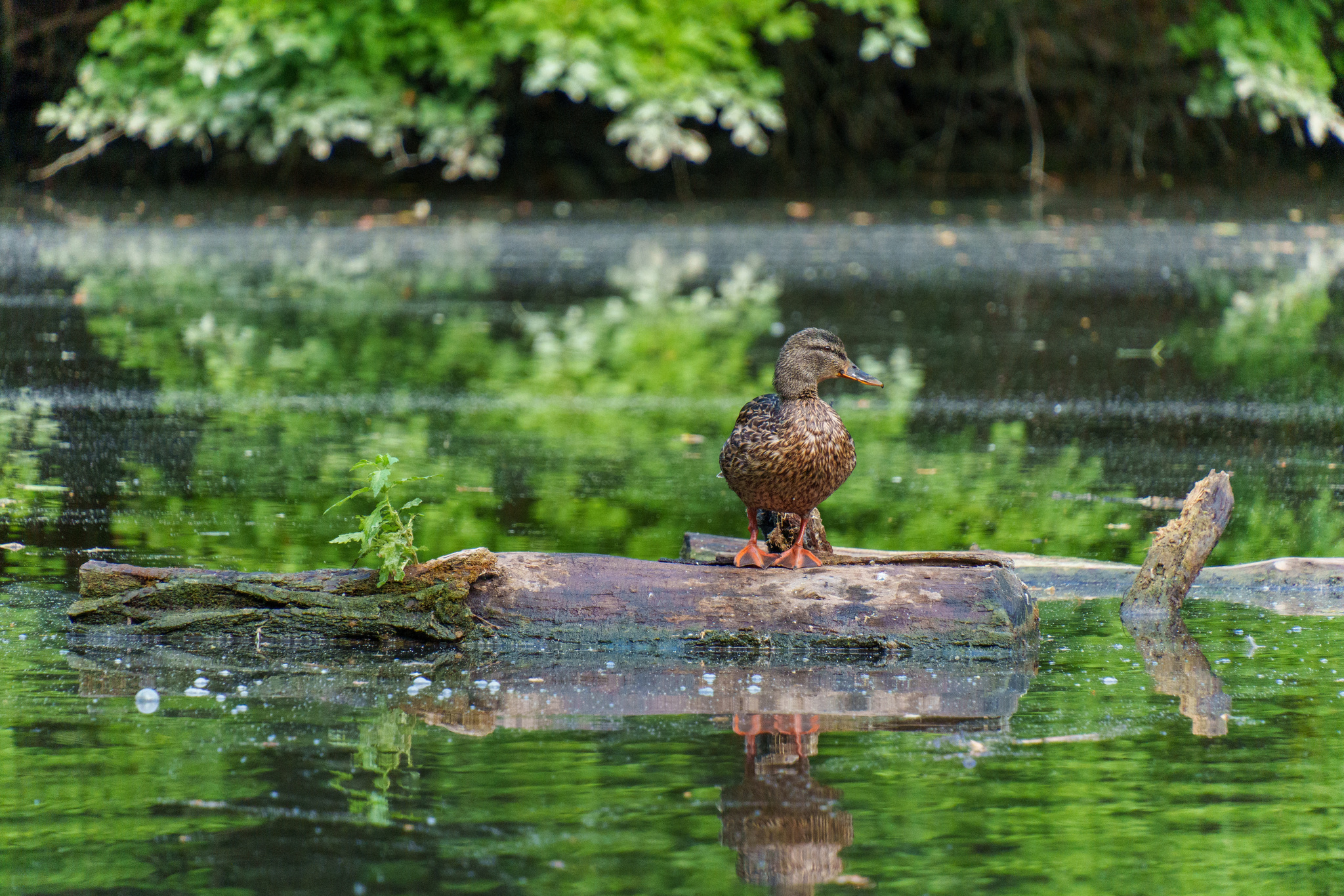 Walking around Novocherkassk #7 - My, The photo, Sony, Birds, Novocherkassk, Longpost