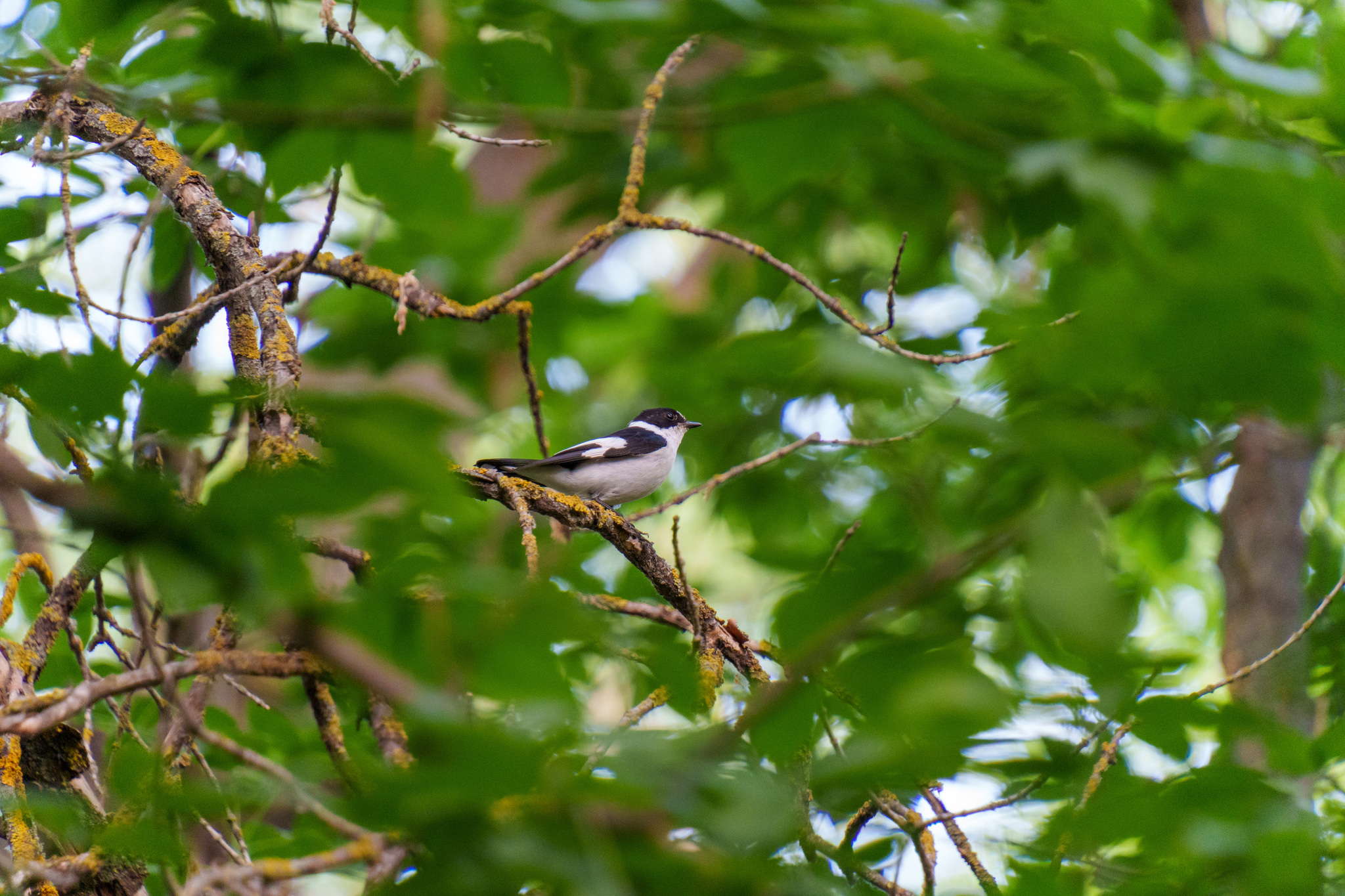 Walking around Novocherkassk #7 - My, The photo, Sony, Birds, Novocherkassk, Longpost