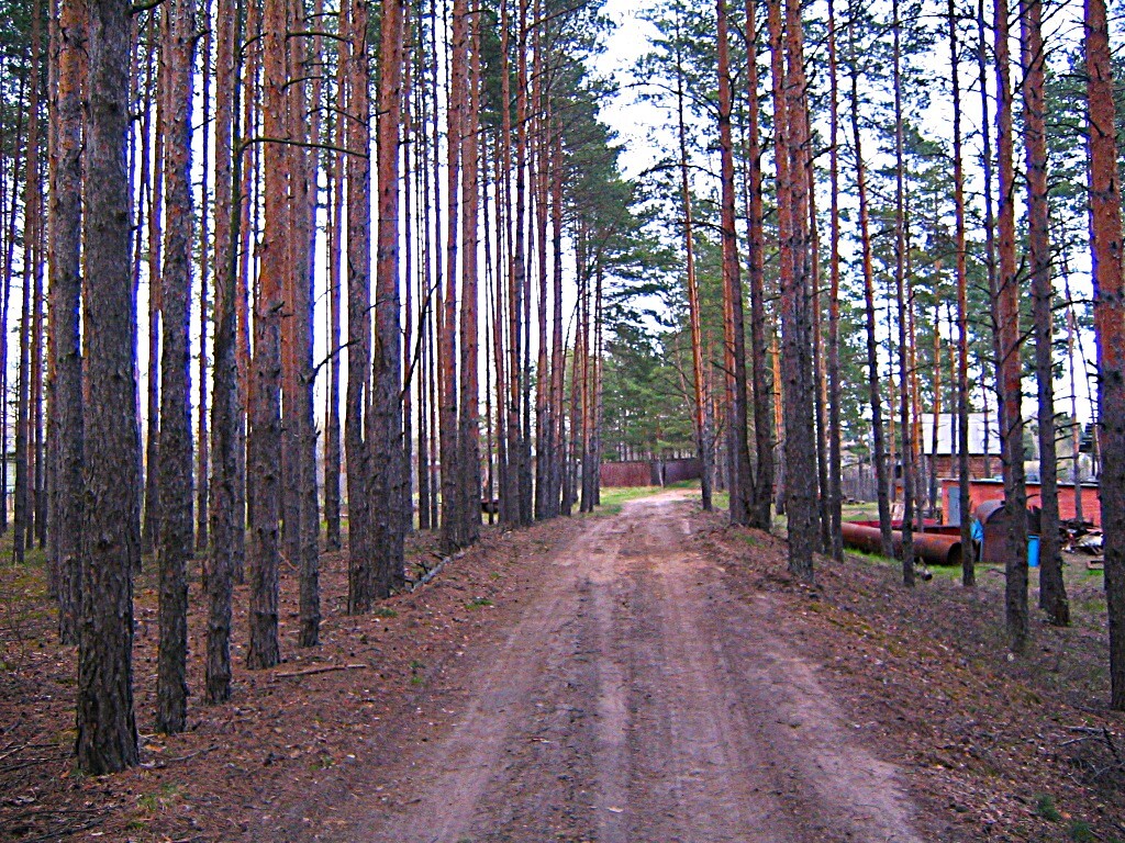 Pine Alley - My, The photo, Walk, Landscape, Pine