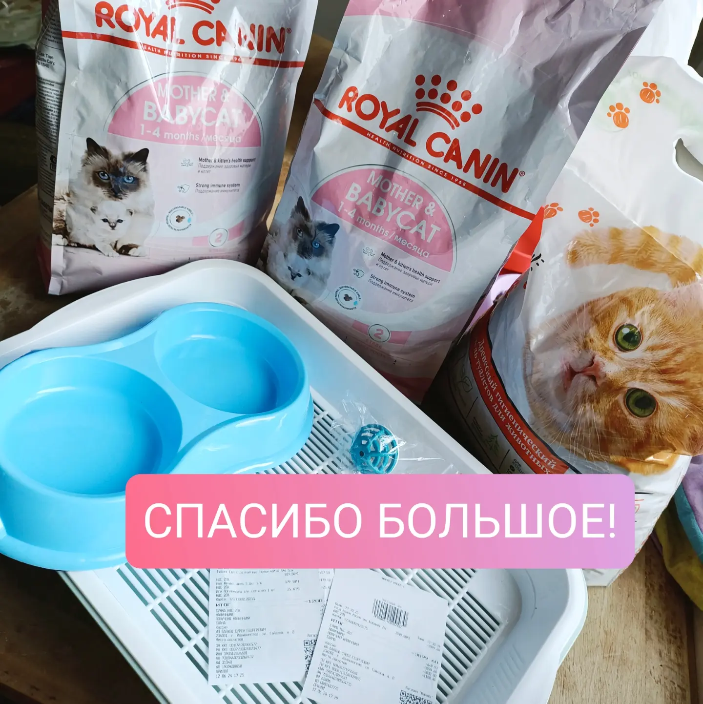 Thank you very much from mom and kittens - My, Kittens, cat, Helping animals, Shelter, Feeding, Animal feed, Cat's food, Video, Longpost