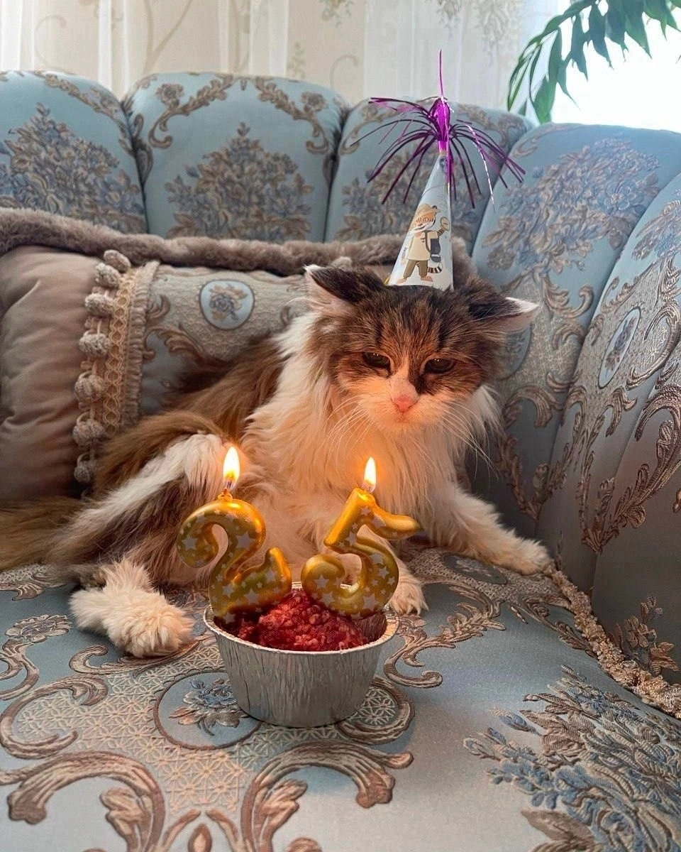 An old lady born back in the 90s - cat, Pets, Animals, Birthday, The photo