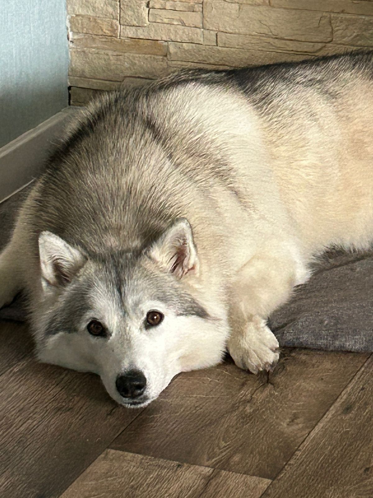 Guys, a husky dog ??ran away - girl, 5 years old, very large. Nickname Maya. Tatarstan, Kazan, Oktyabrsky village Ozone - My, The dog is missing, Dog, Husky, Kazan, Longpost