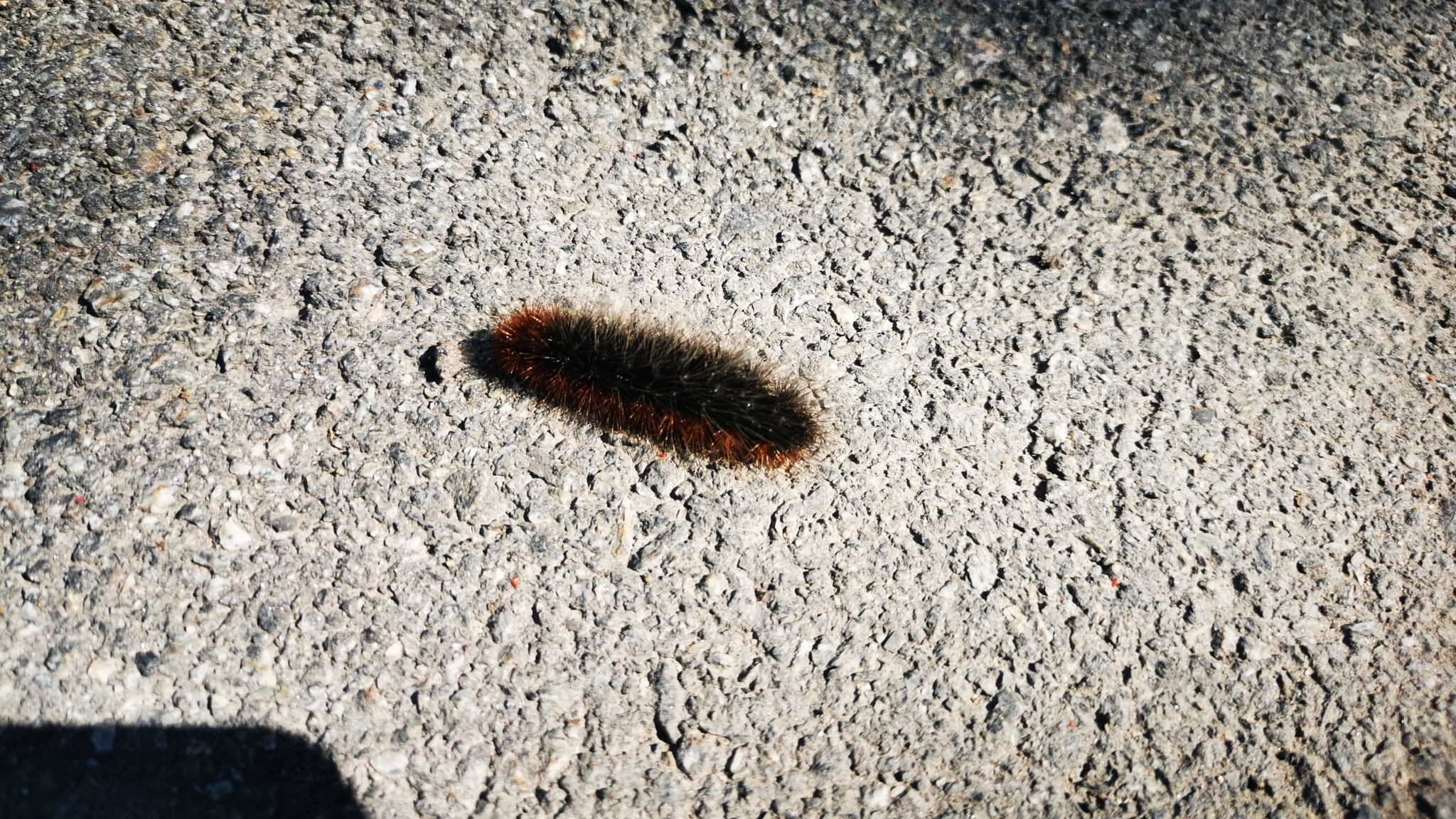 Caterpillar - Insects, Caterpillar, Video, Vertical video