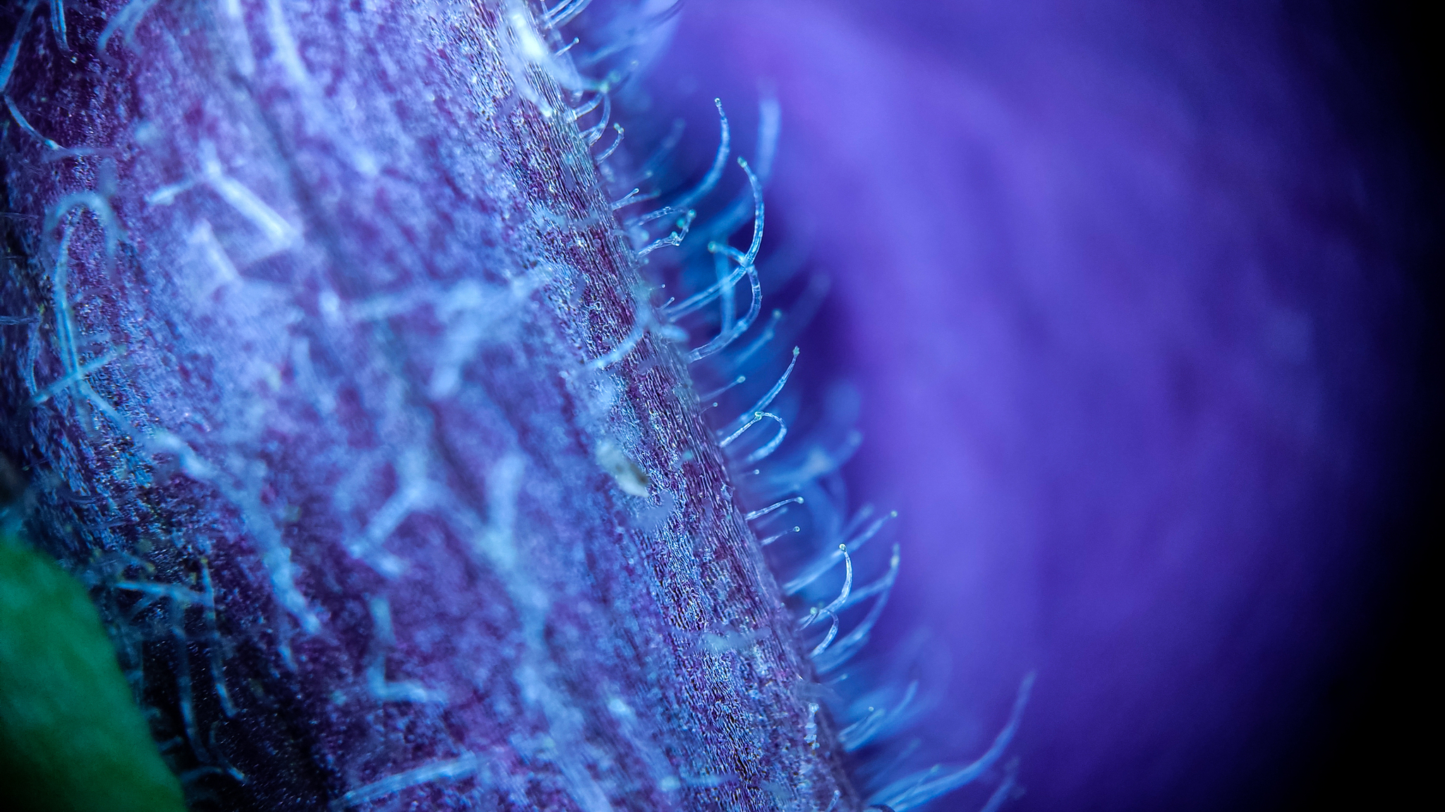 Photo project Let's take a closer look post No. 24. Petunias - My, Bloom, Nature, The photo, Macro photography, Garden, Dacha, Petunia, Flowers, Longpost