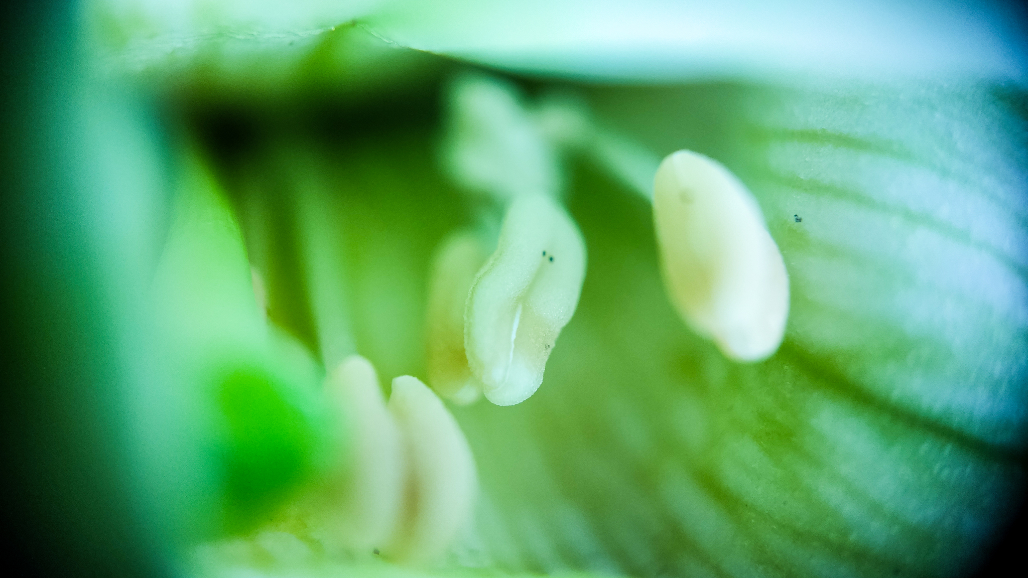 Photo project Let's take a closer look post No. 24. Petunias - My, Bloom, Nature, The photo, Macro photography, Garden, Dacha, Petunia, Flowers, Longpost