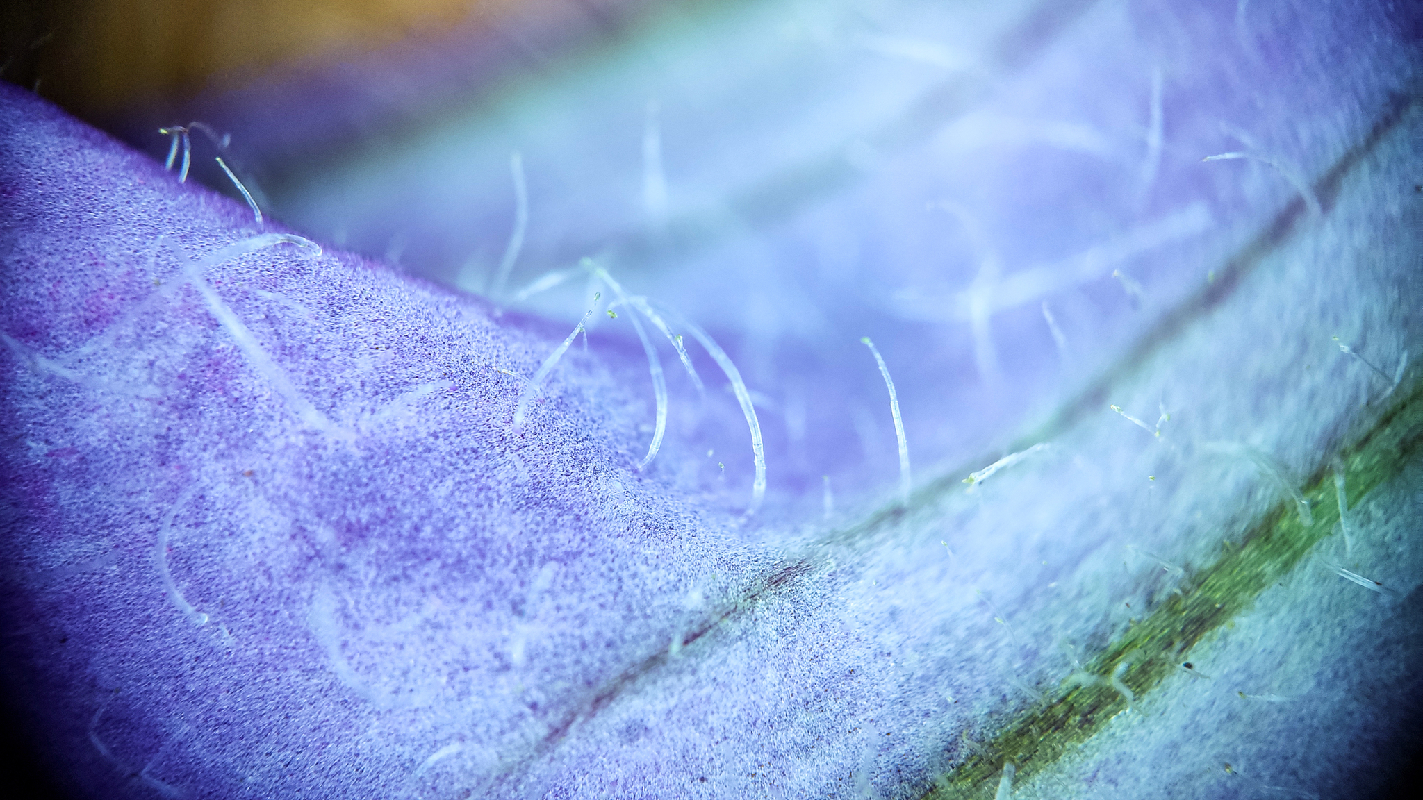 Photo project Let's take a closer look post No. 24. Petunias - My, Bloom, Nature, The photo, Macro photography, Garden, Dacha, Petunia, Flowers, Longpost