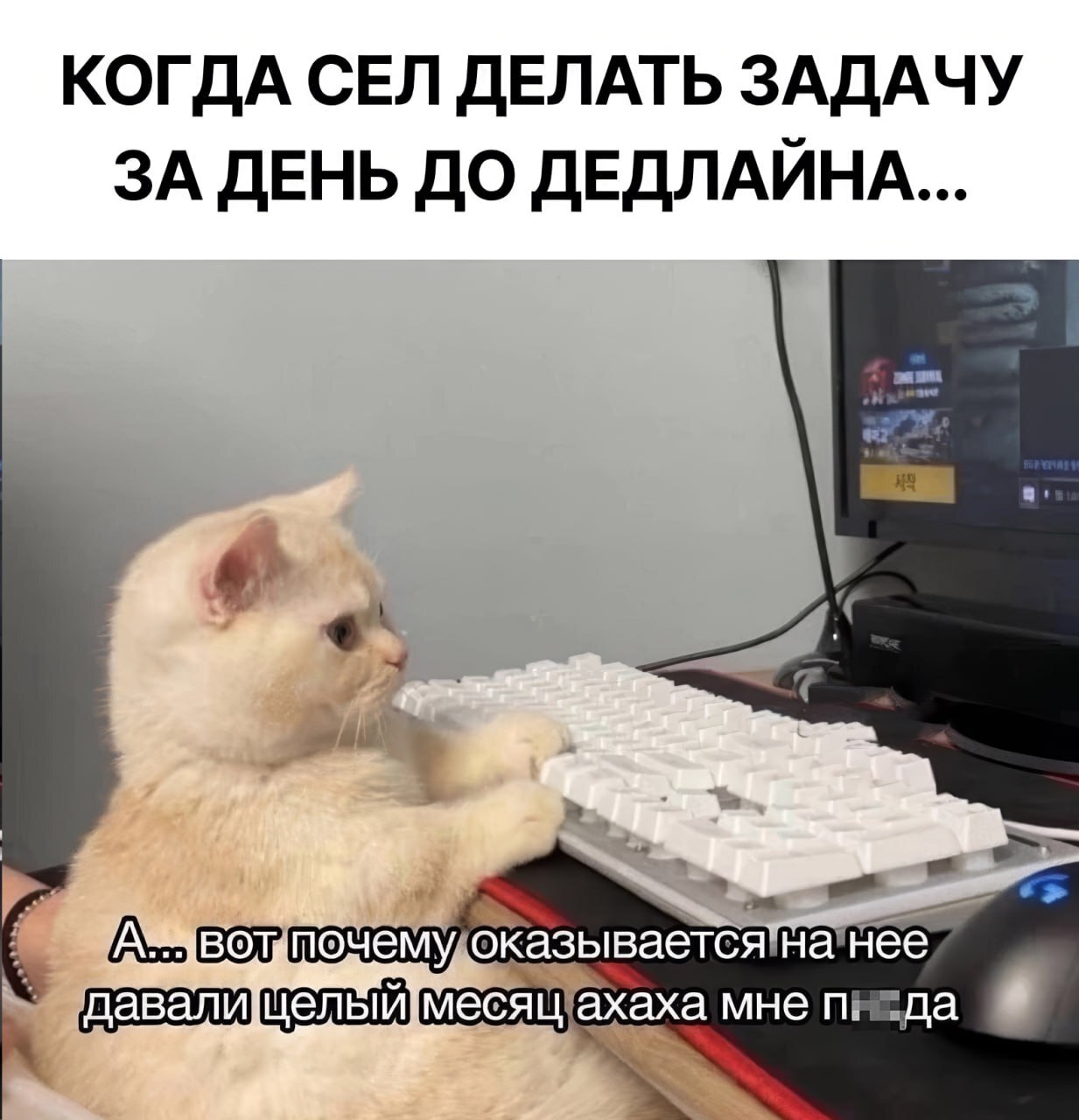 From life - Programmer, cat, Deadline, Vital, IT humor, IT, Mat, Picture with text