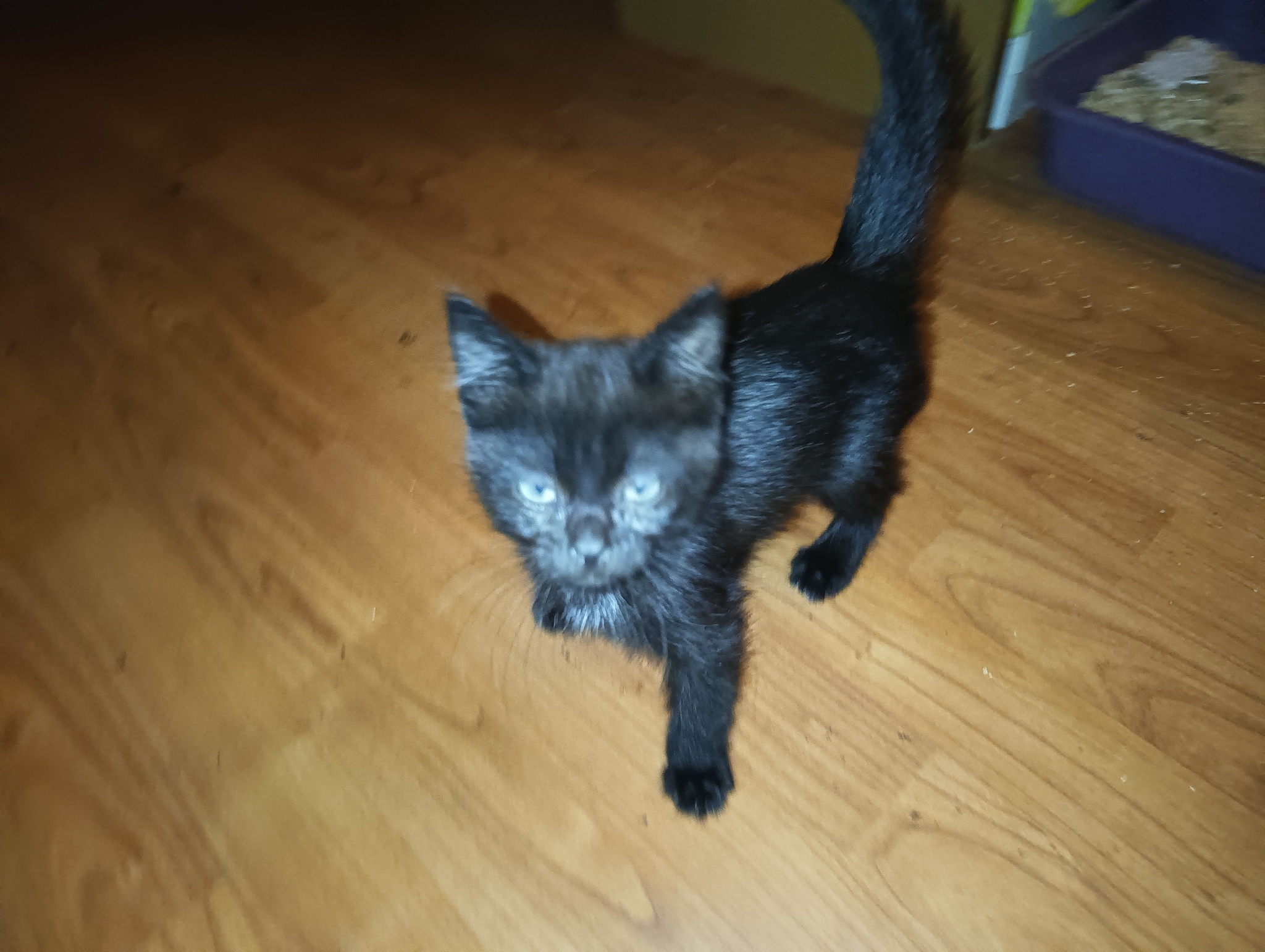 Kitten needs a home - Kittens, Pets, Animal shelter, In good hands, Black cat, Help, Helping animals, Longpost, No rating