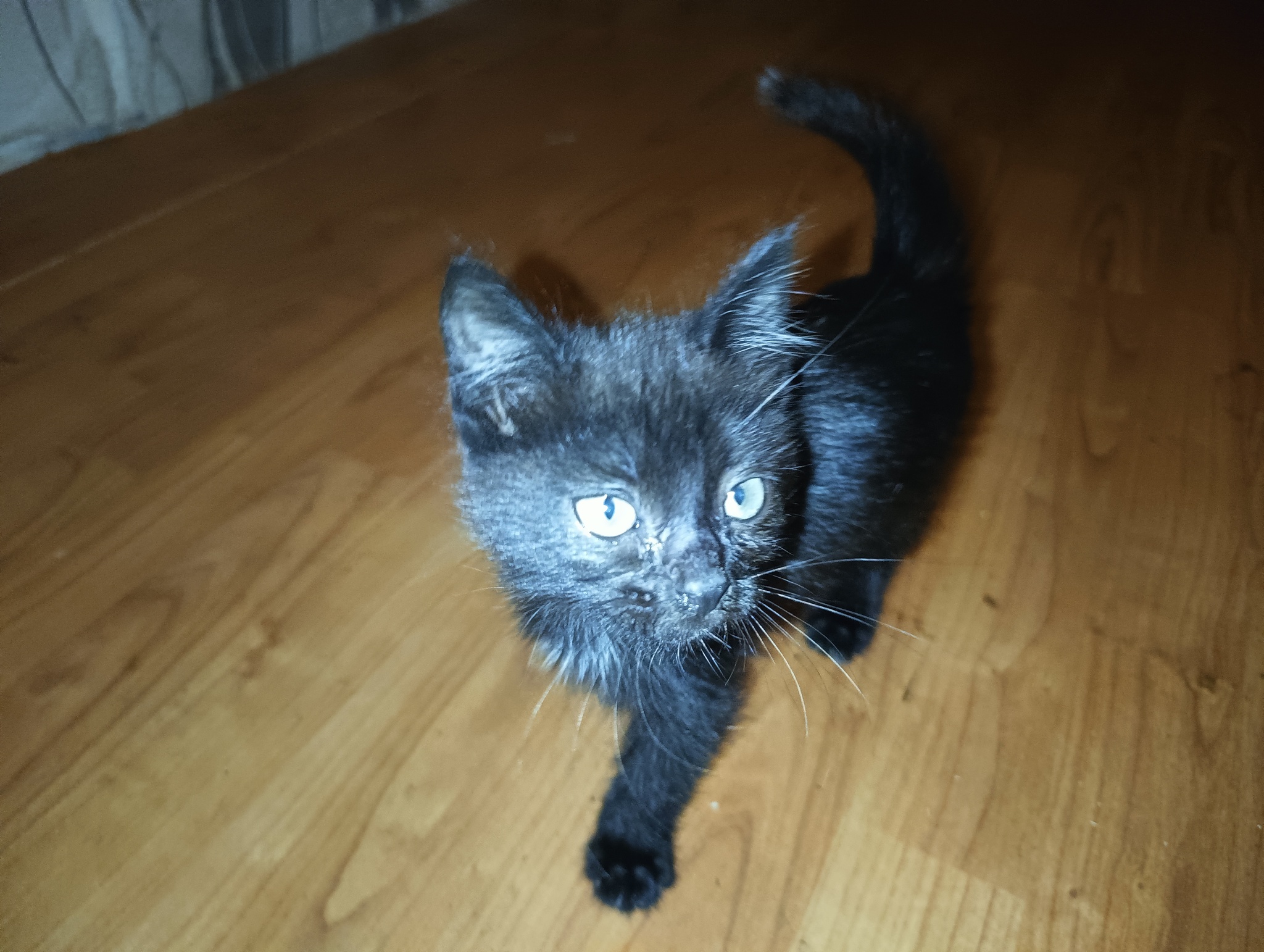 Kitten needs a home - Kittens, Pets, Animal shelter, In good hands, Black cat, Help, Helping animals, Longpost, No rating