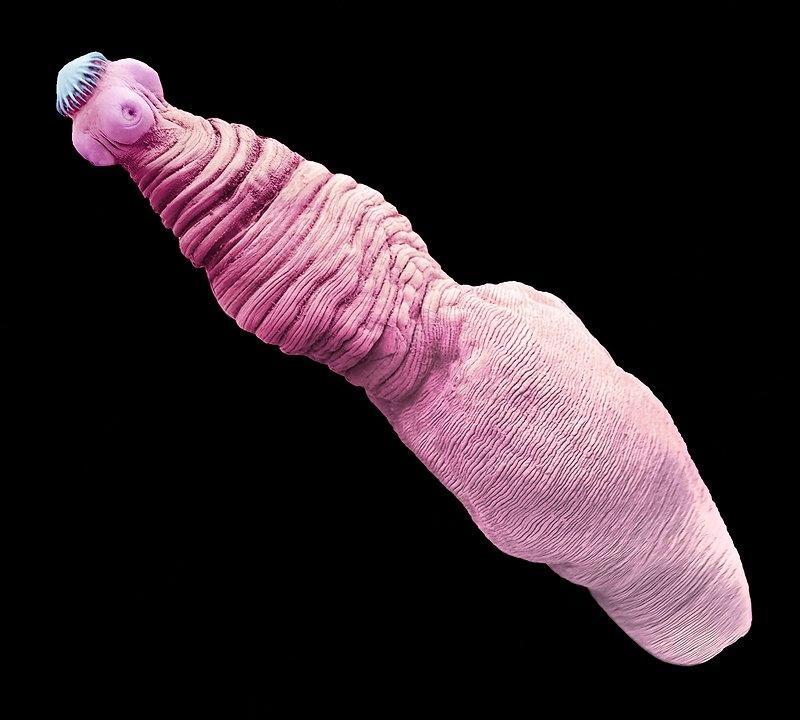 Pork tapeworm under a microscope - My, Biology, Research, Nauchpop, The science, Health, Video, Video VK, Longpost, Parasites, Tapeworm, Worm