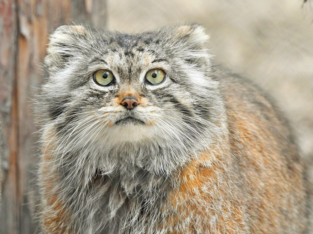 An expedition to study the Pallas's cat starts in Sailyugem National Park - Pallas' cat, Wild animals, wildlife, Russian scientists, Study of, Expedition, Sailyugem National Park, Altai Republic, Small cats, Predatory animals, Cat family, Rare view, Moscow Zoo, Leningrad Zoo, Novosibirsk Zoo, Zoo, National park, Telegram (link), Longpost