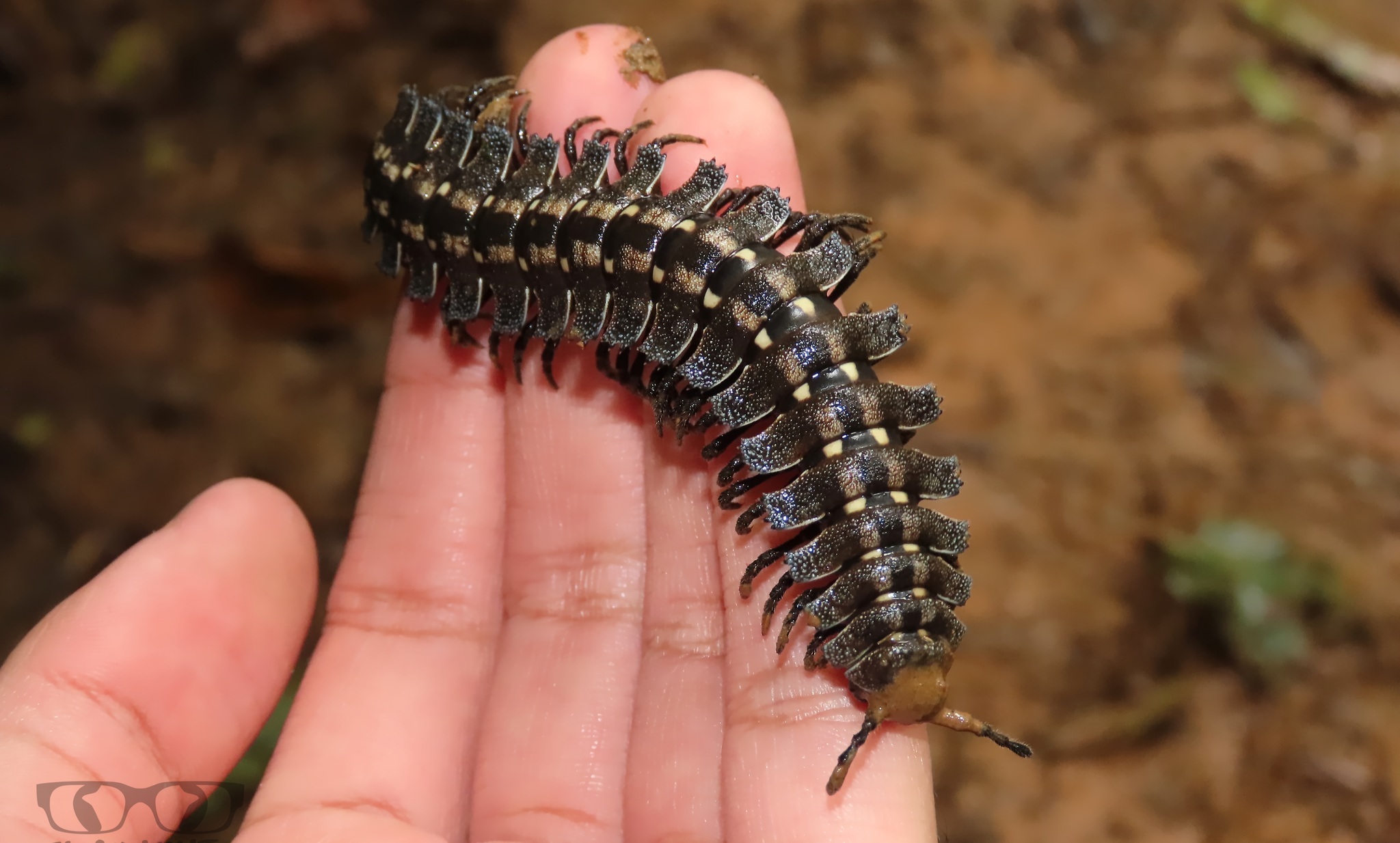 MN0G0N0GNM #4989 - Centipede, Millipodaphobia, Arthropods, Mat