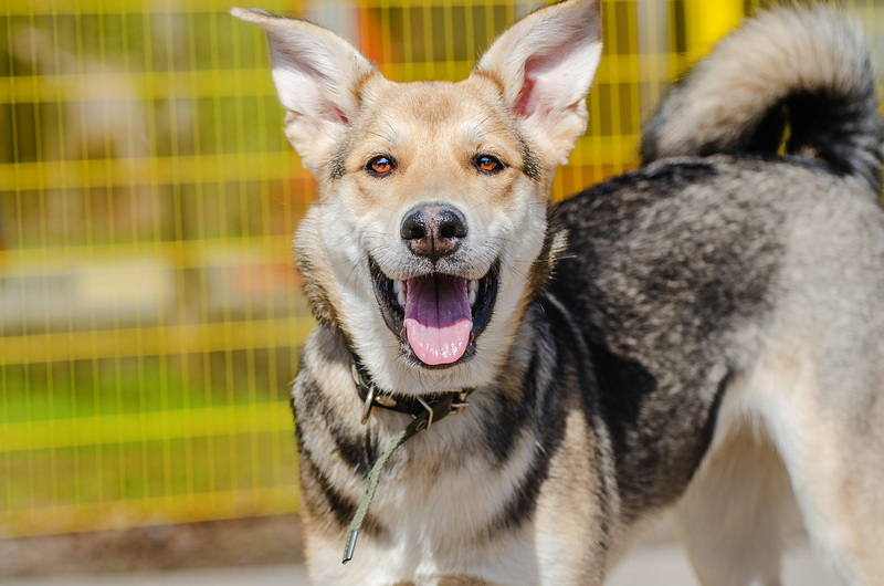 Baby Olivia from the shelter is looking for a home - Puppies, Dog, In good hands, Homeless animals, Shelter, Overexposure, Friend, Dog lovers, Volunteering, Kindness, Care, Charity, Longpost