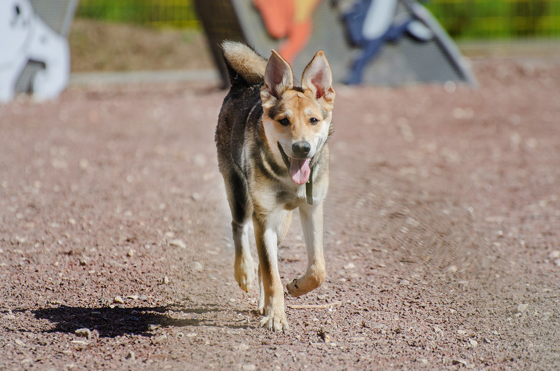 Baby Olivia from the shelter is looking for a home - Puppies, Dog, In good hands, Homeless animals, Shelter, Overexposure, Friend, Dog lovers, Volunteering, Kindness, Care, Charity, Longpost