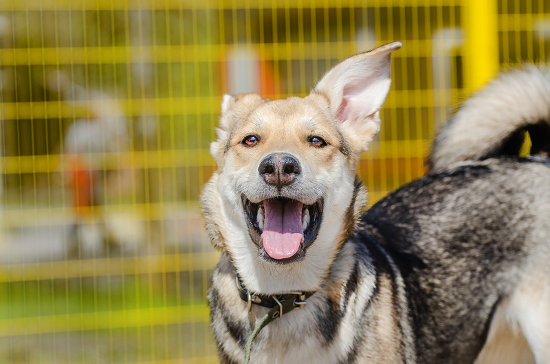 Baby Olivia from the shelter is looking for a home - Puppies, Dog, In good hands, Homeless animals, Shelter, Overexposure, Friend, Dog lovers, Volunteering, Kindness, Care, Charity, Longpost