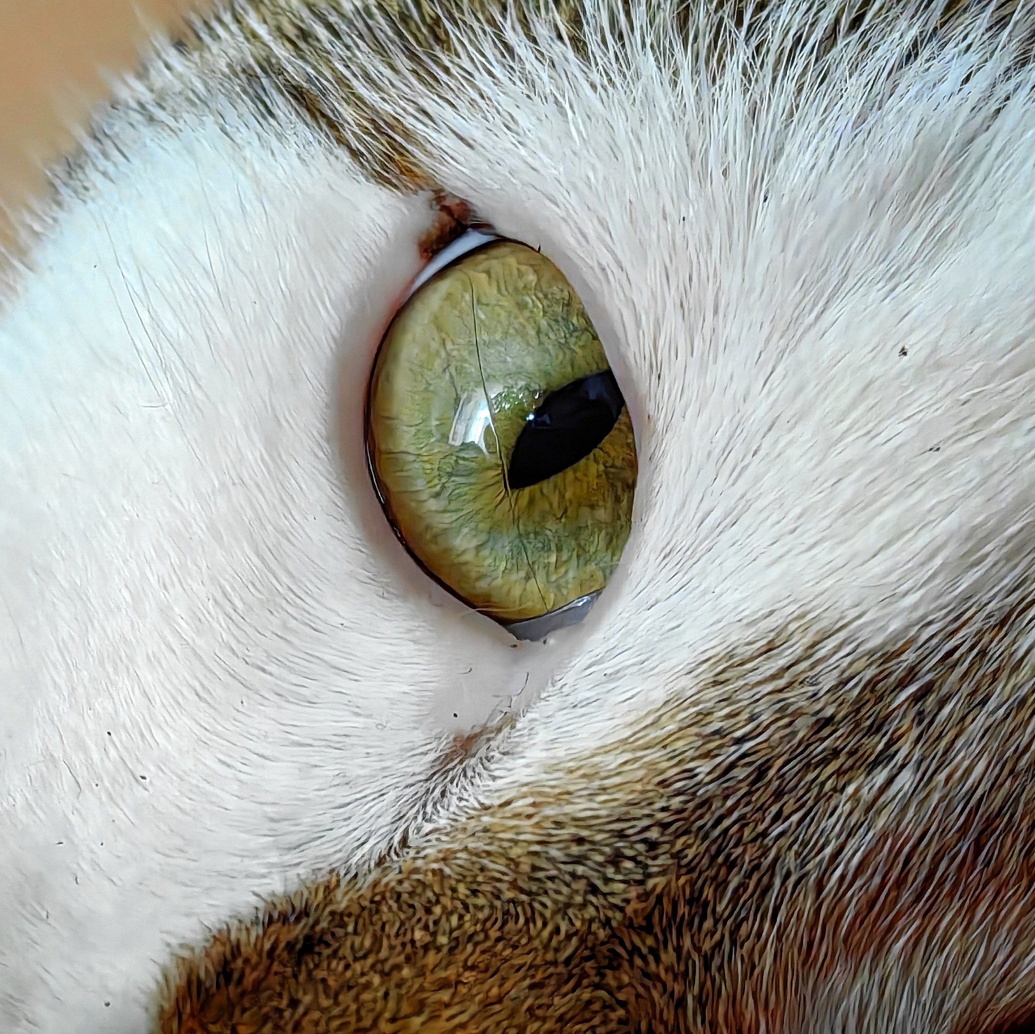 Eye - My, Mobile photography, The photo, cat, Eyes