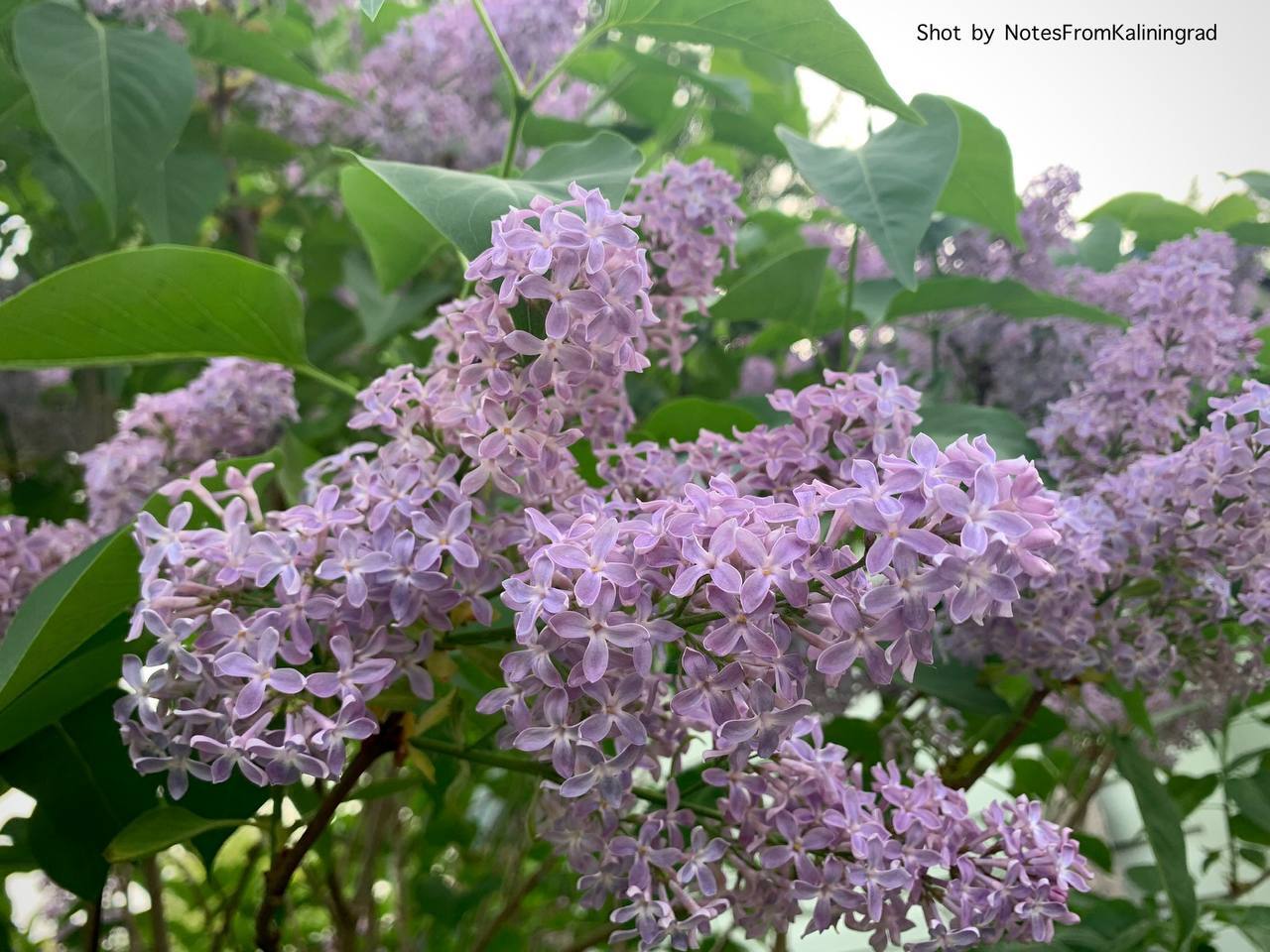 Lilac - My, Lilac, Bloom, City walk, Street photography, The photo, Kaliningrad region, Kaliningrad, Longpost