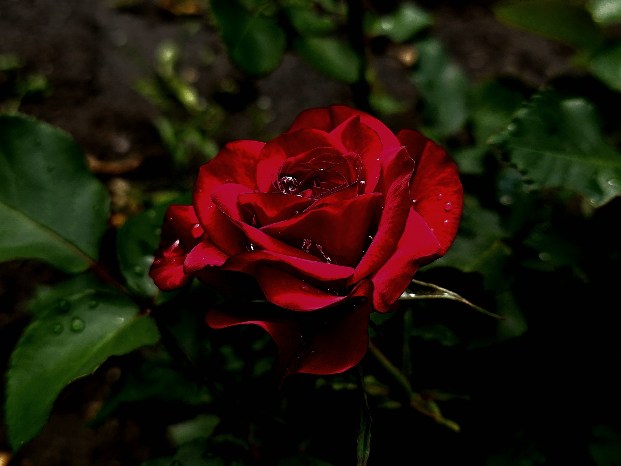 Just a rose in the park near the house - My, Mobile photography, The photo, Plants, Saint Petersburg, Flowers, Bloom, the Rose