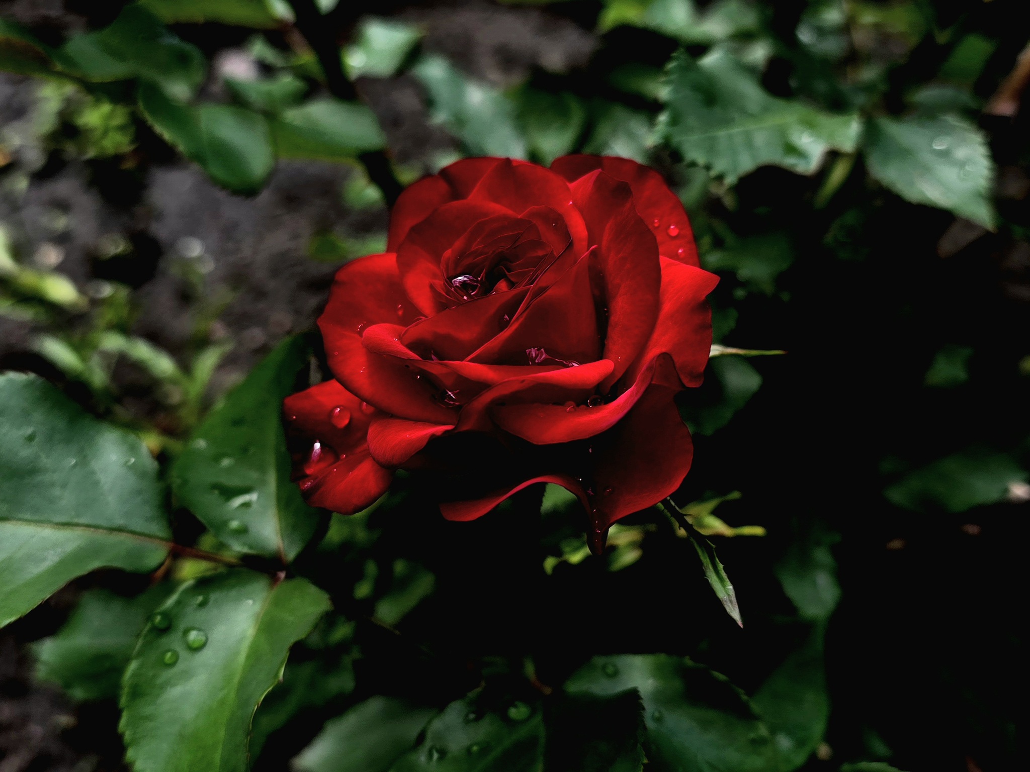 Just a rose in the park near the house - My, Mobile photography, The photo, Plants, Saint Petersburg, Flowers, Bloom, the Rose