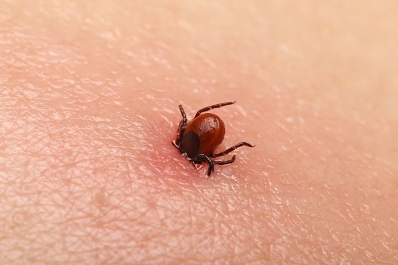 Ticks. Survival Instructions - My, Cmt, Scientific approach, Health, Research, The science, Treatment, Smoking, Longpost