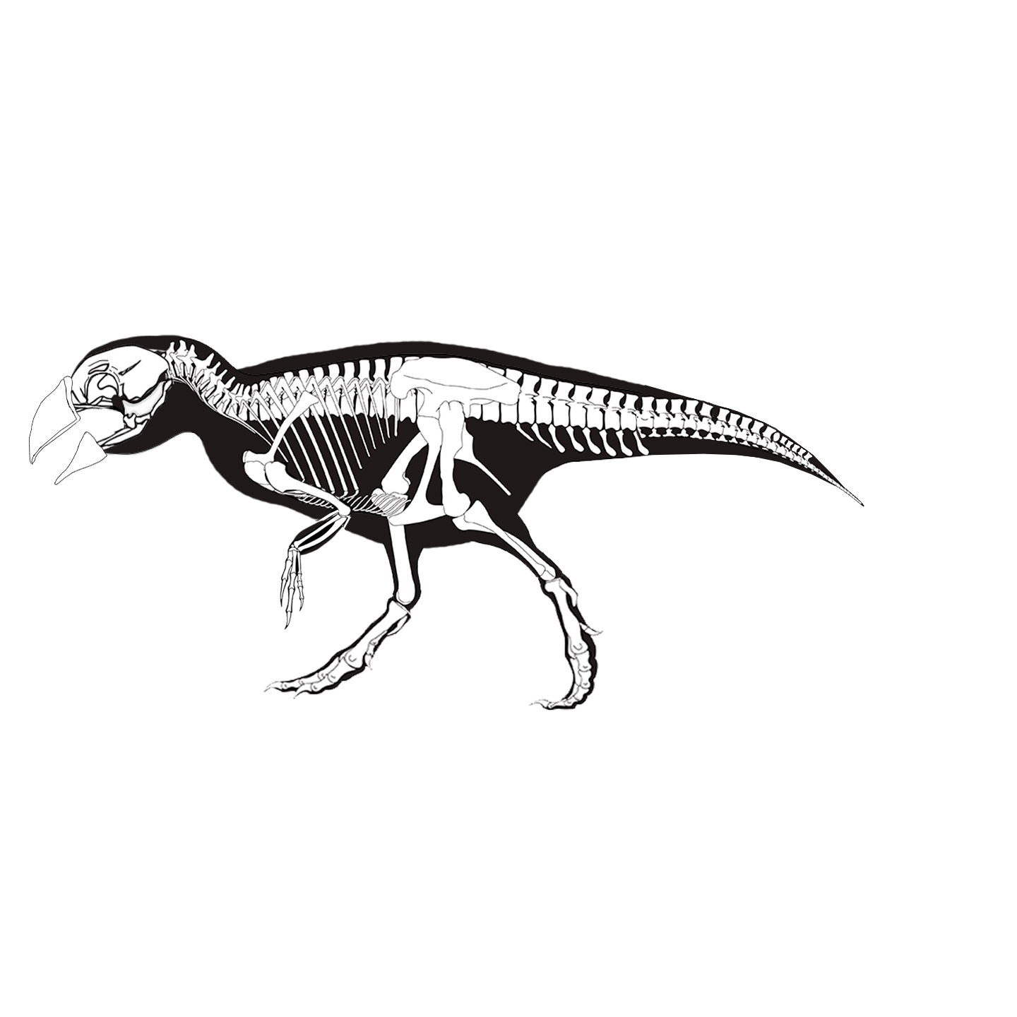 A new look at Kurosaurus. Types of Kurosaurus (Part 2) - Evolution, Nauchpop, The science, Fantasy, Biology, Dinosaurs, Jurassic Park, Speculation, Paleontology, Scientists, Sciencepro, Research, Astrophysics, Longpost