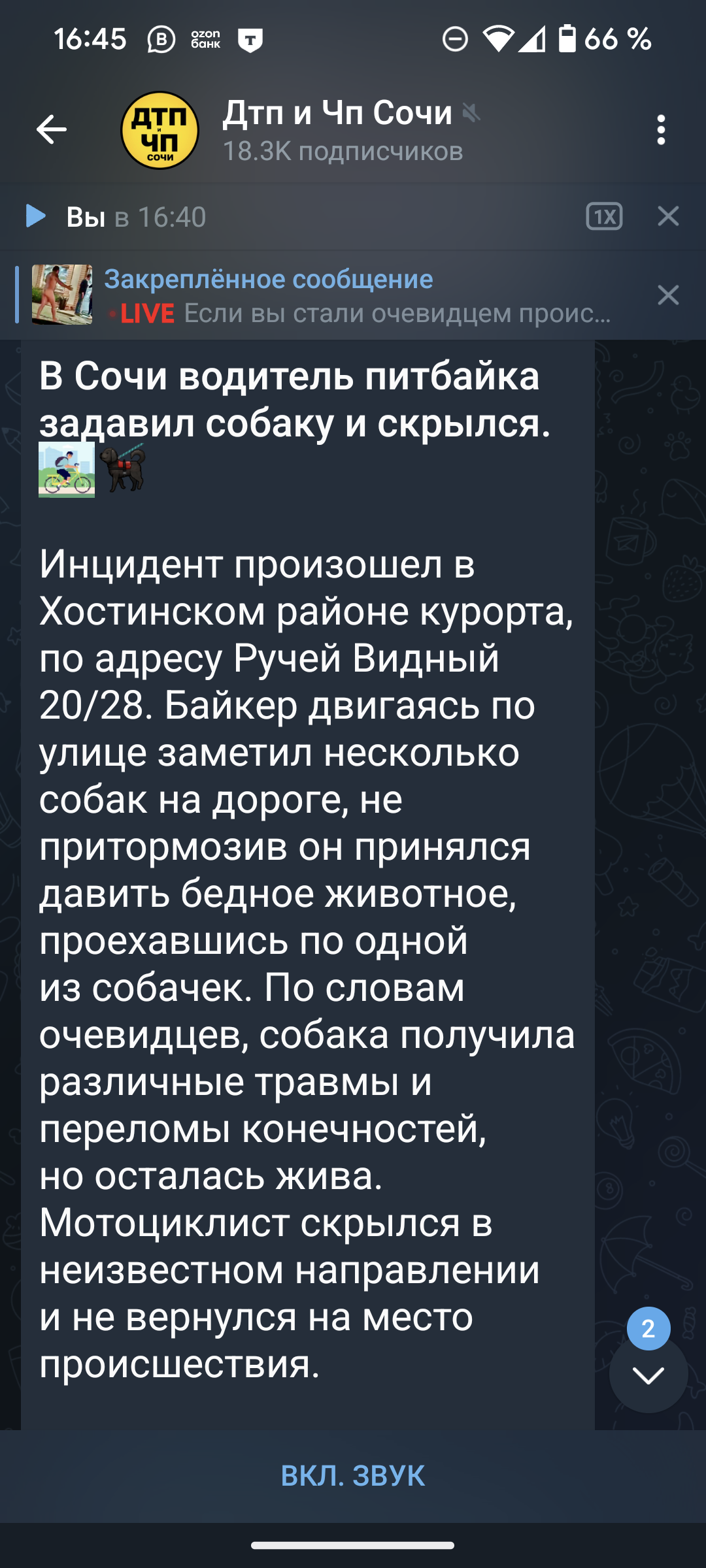 Тест на адекватность - Сочи, Животные, ДТП, Ответственность, Видео, Длиннопост, Собака