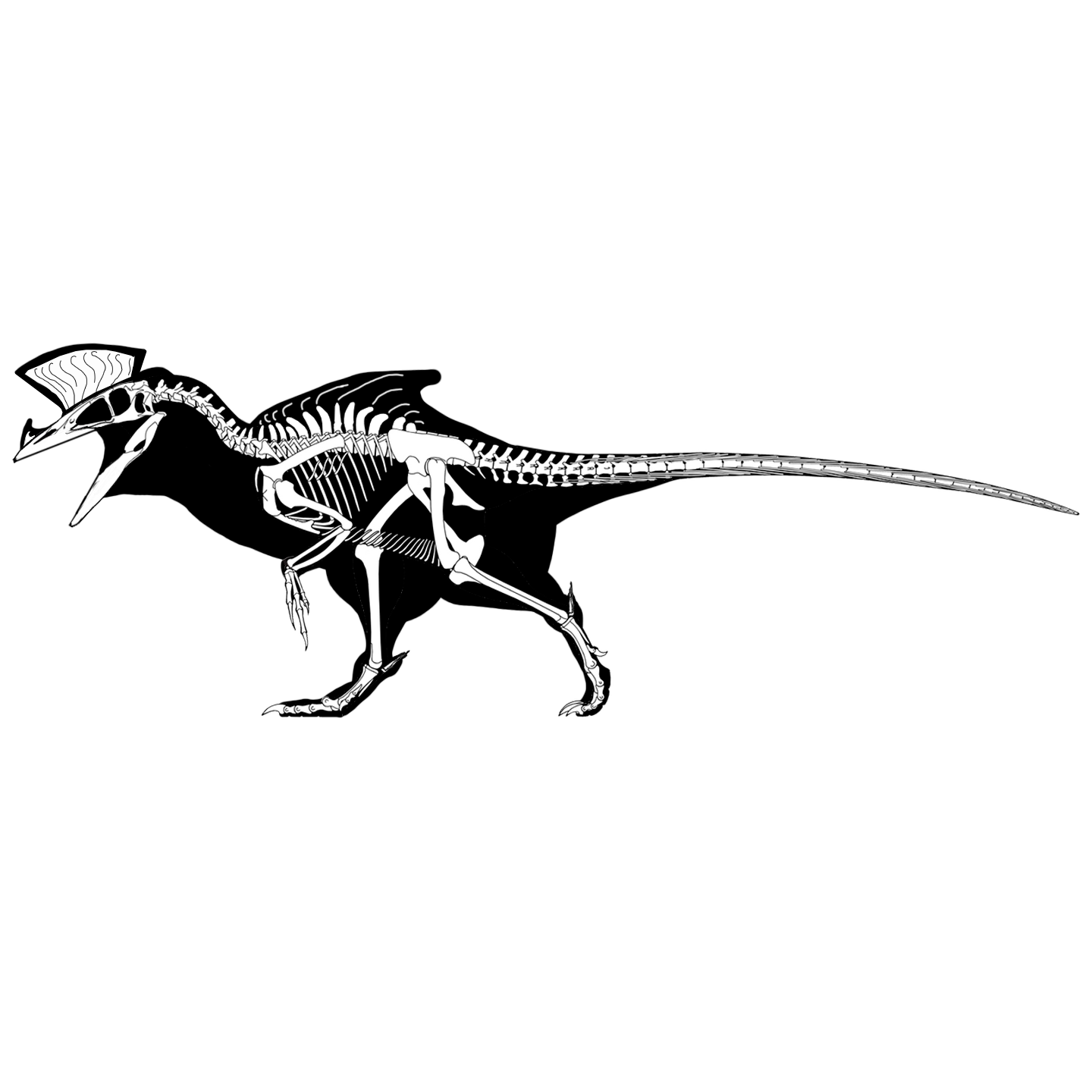 A new look at Kurosaurus. Types of Kurosaurus (Part 2) - Evolution, Nauchpop, The science, Fantasy, Biology, Dinosaurs, Jurassic Park, Speculation, Paleontology, Scientists, Sciencepro, Research, Astrophysics, Longpost