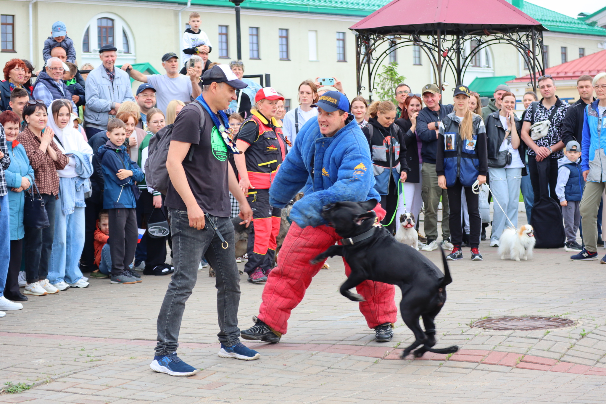 Dog training in Omsk - OTSSS - Training, Dog, Dog lovers, Puppies, Omsk, Longpost