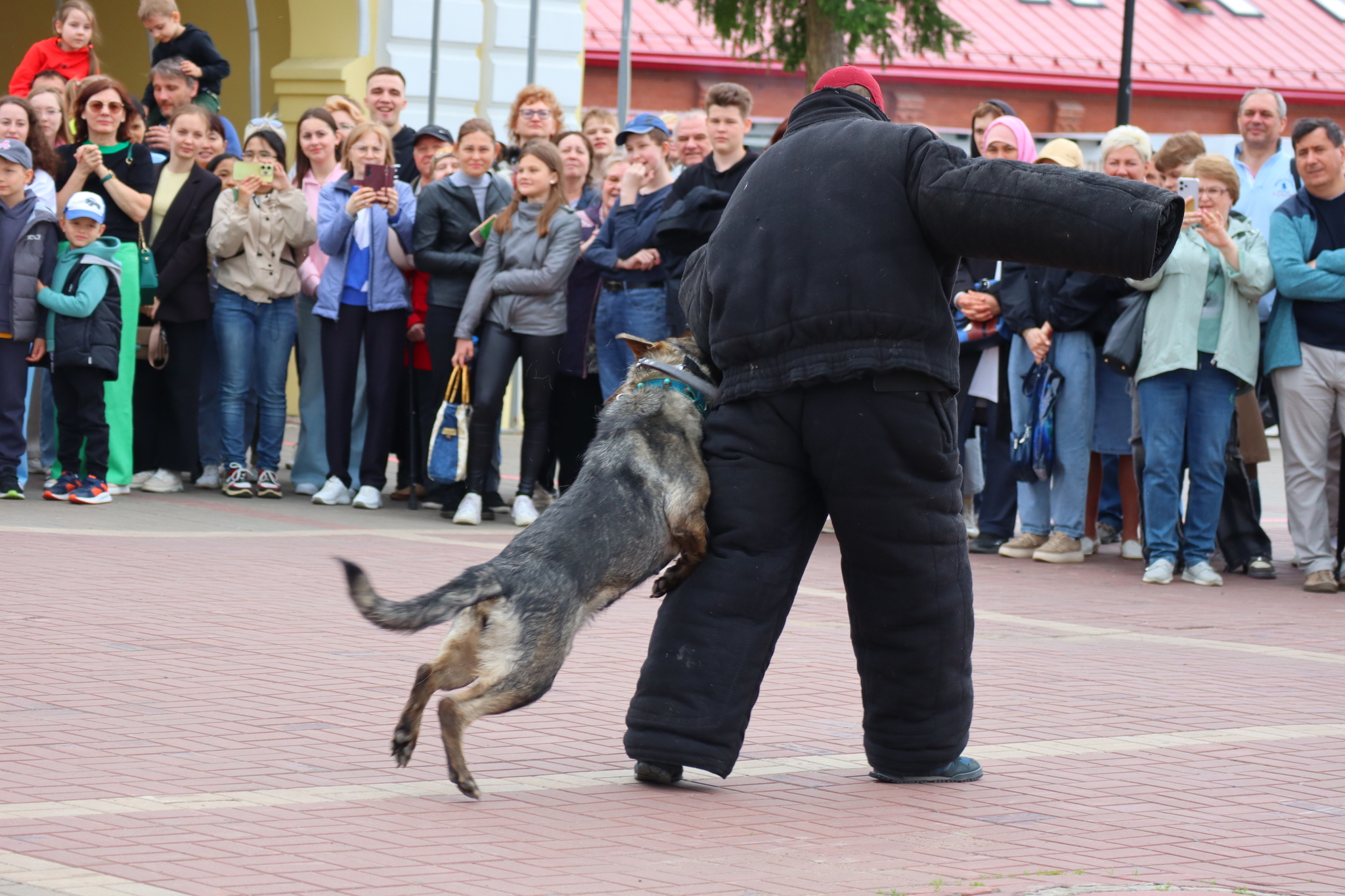 Dog training in Omsk - OTSSS - Training, Dog, Dog lovers, Puppies, Omsk, Longpost