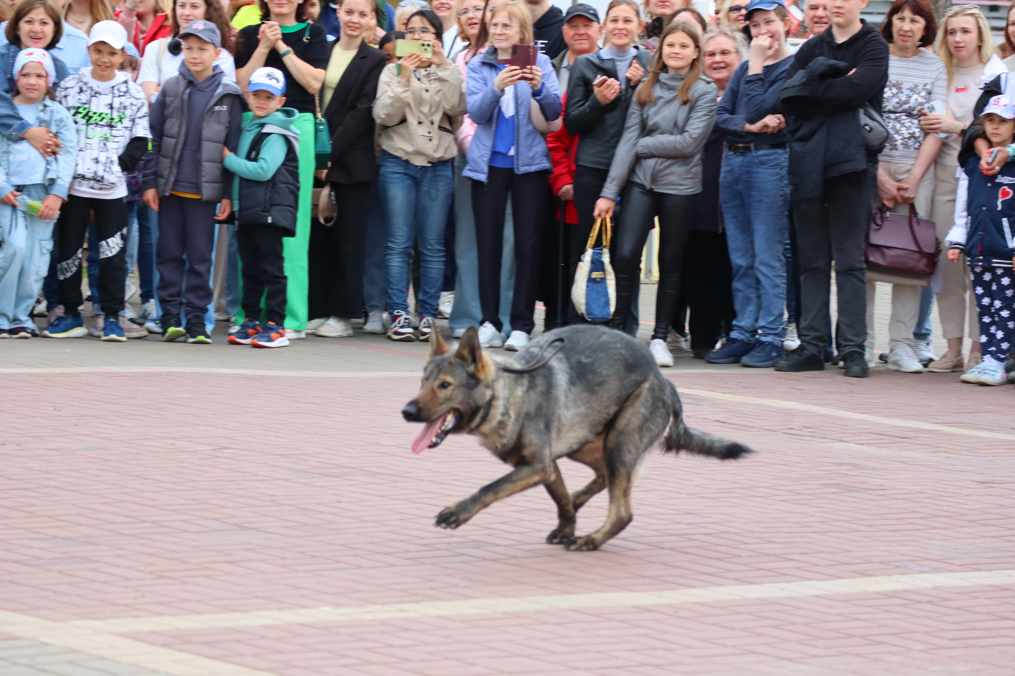 Dog training in Omsk - OTSSS - Training, Dog, Dog lovers, Puppies, Omsk, Longpost