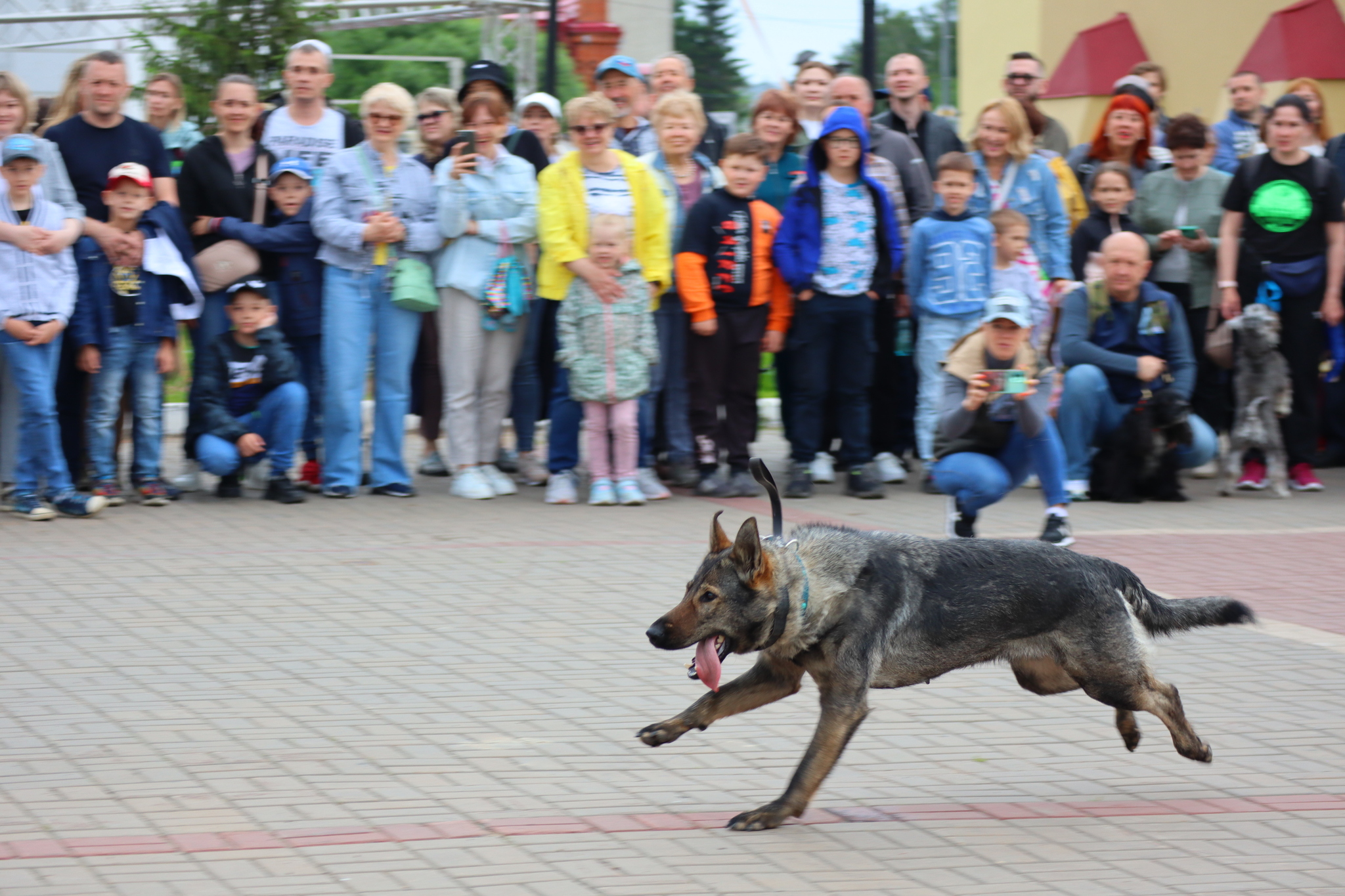 Dog training in Omsk - OTSSS - Training, Dog, Dog lovers, Puppies, Omsk, Longpost