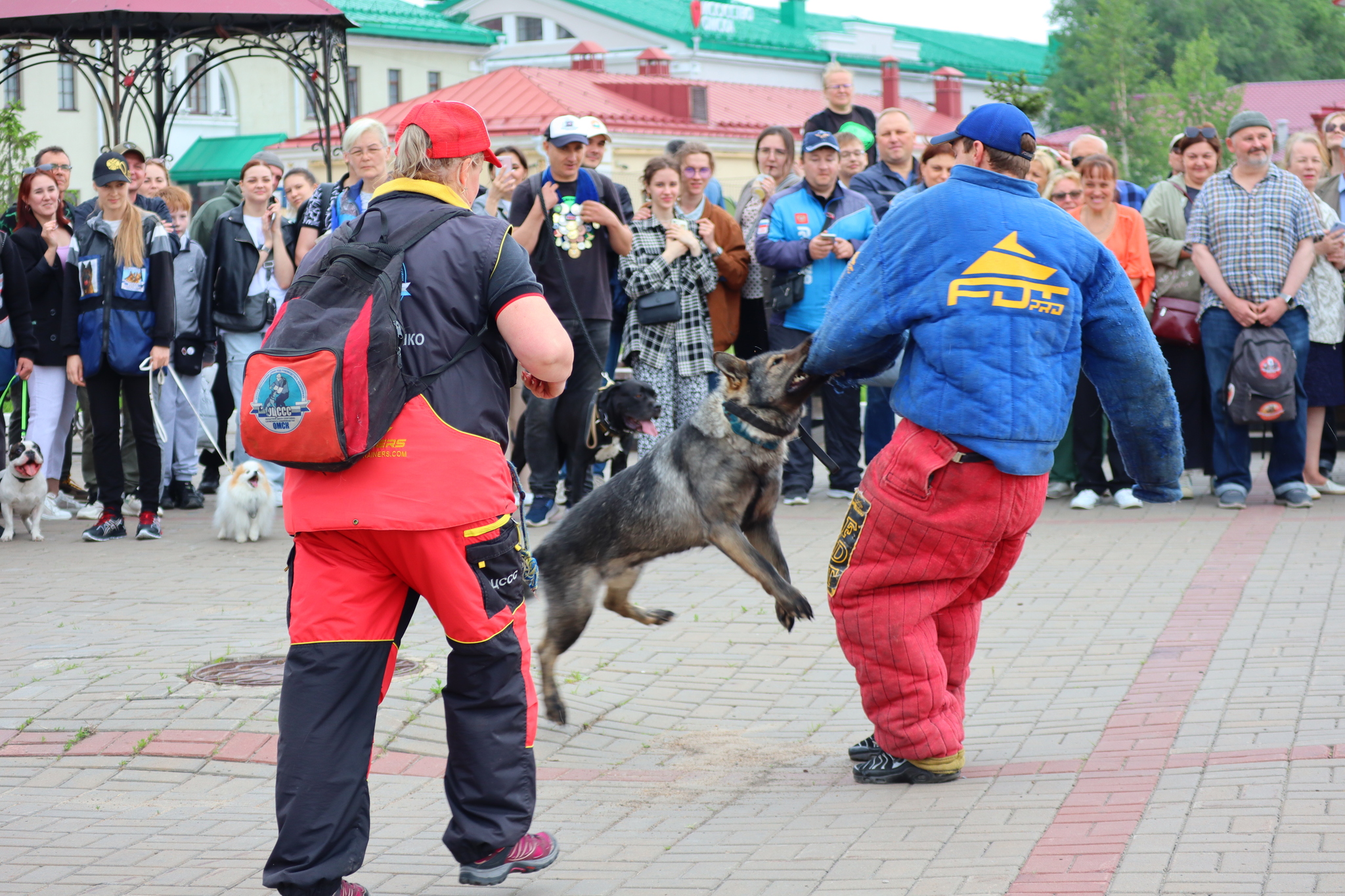 Dog training in Omsk - OTSSS - Training, Dog, Dog lovers, Puppies, Omsk, Longpost