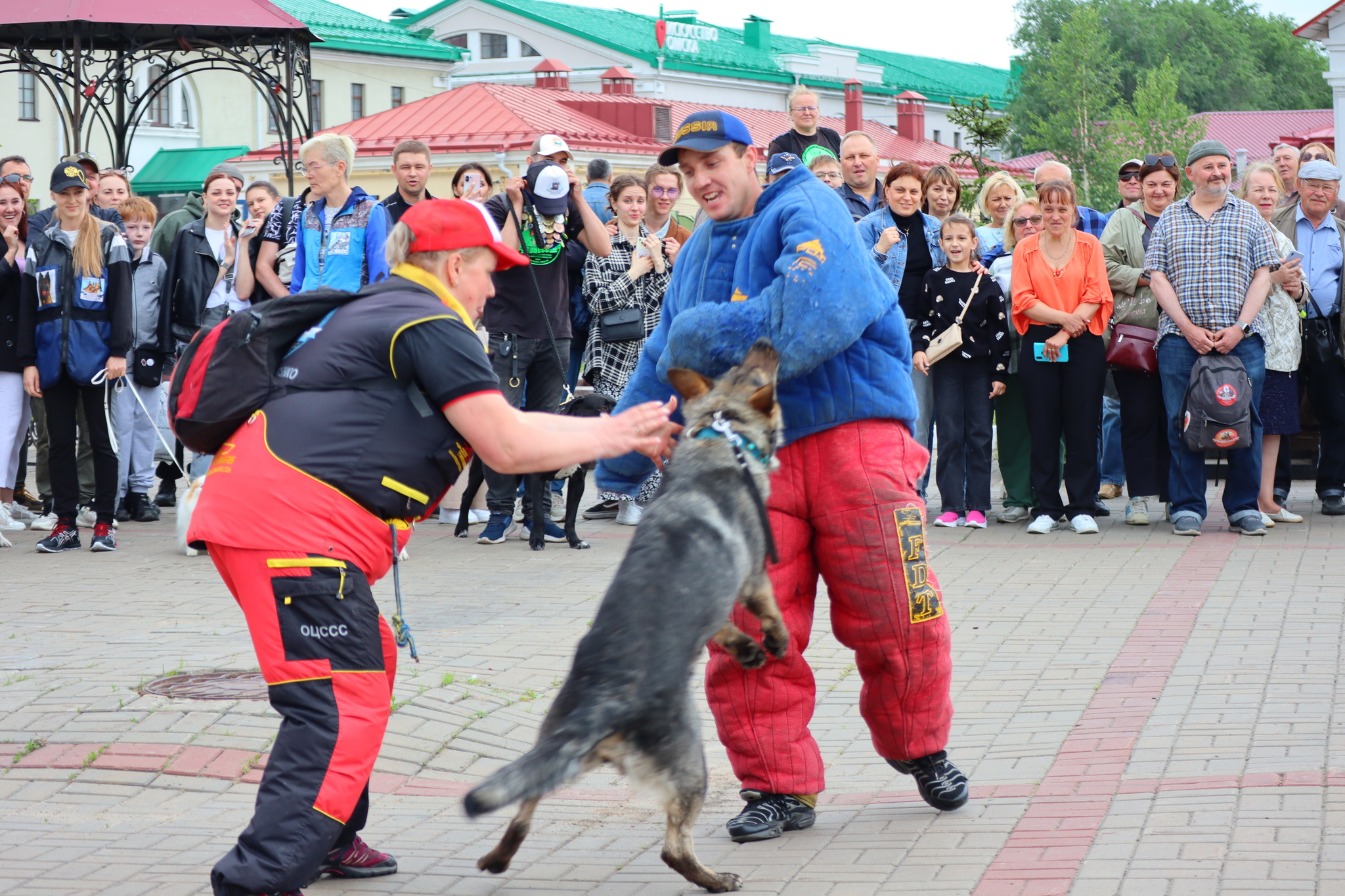 Dog training in Omsk - OTSSS - Training, Dog, Dog lovers, Puppies, Omsk, Longpost