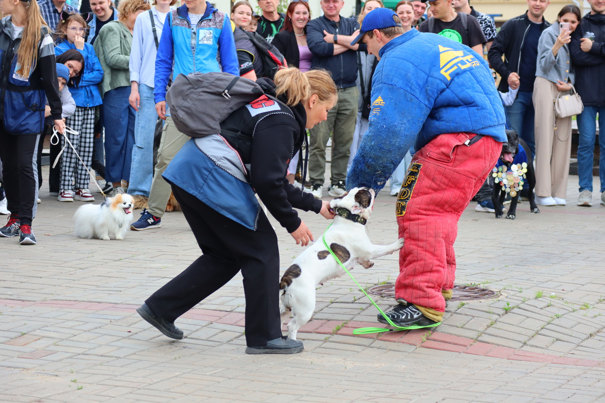 Dog training in Omsk - OTSSS - Training, Dog, Dog lovers, Puppies, Omsk, Longpost