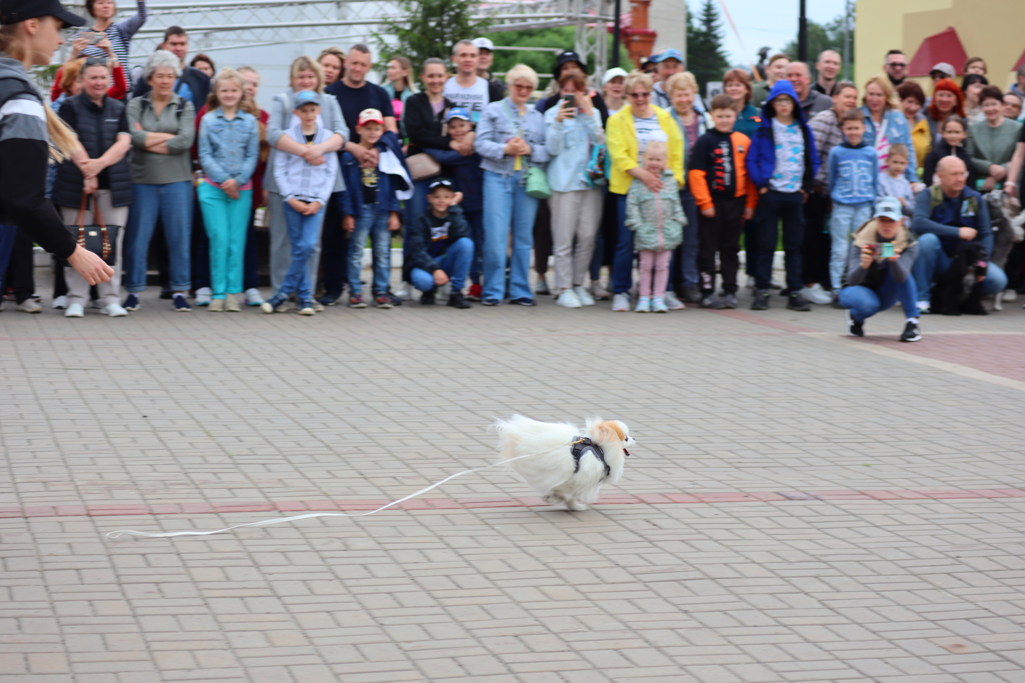 Dog training in Omsk - OTSSS - Training, Dog, Dog lovers, Puppies, Omsk, Longpost