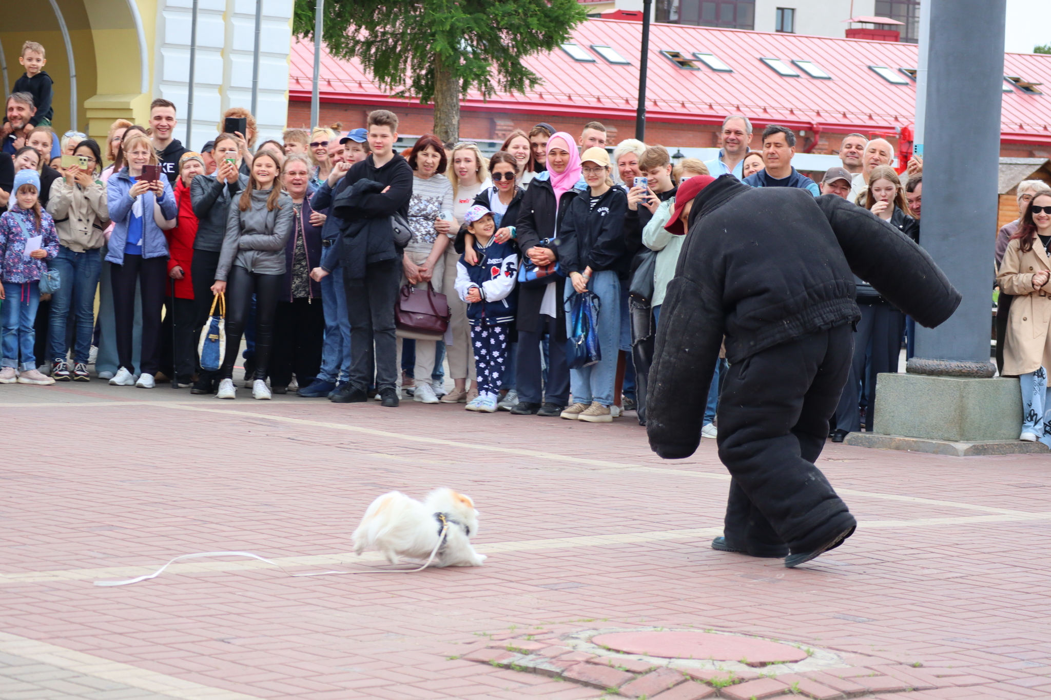 Dog training in Omsk - OTSSS - Training, Dog, Dog lovers, Puppies, Omsk, Longpost