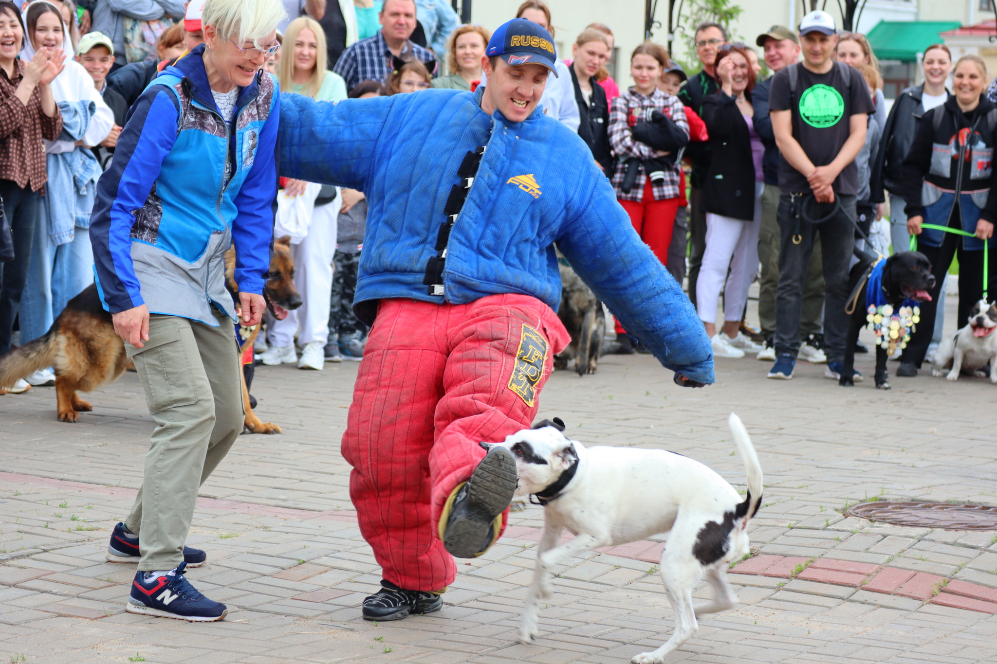 Dog training in Omsk - OTSSS - Training, Dog, Dog lovers, Puppies, Omsk, Longpost