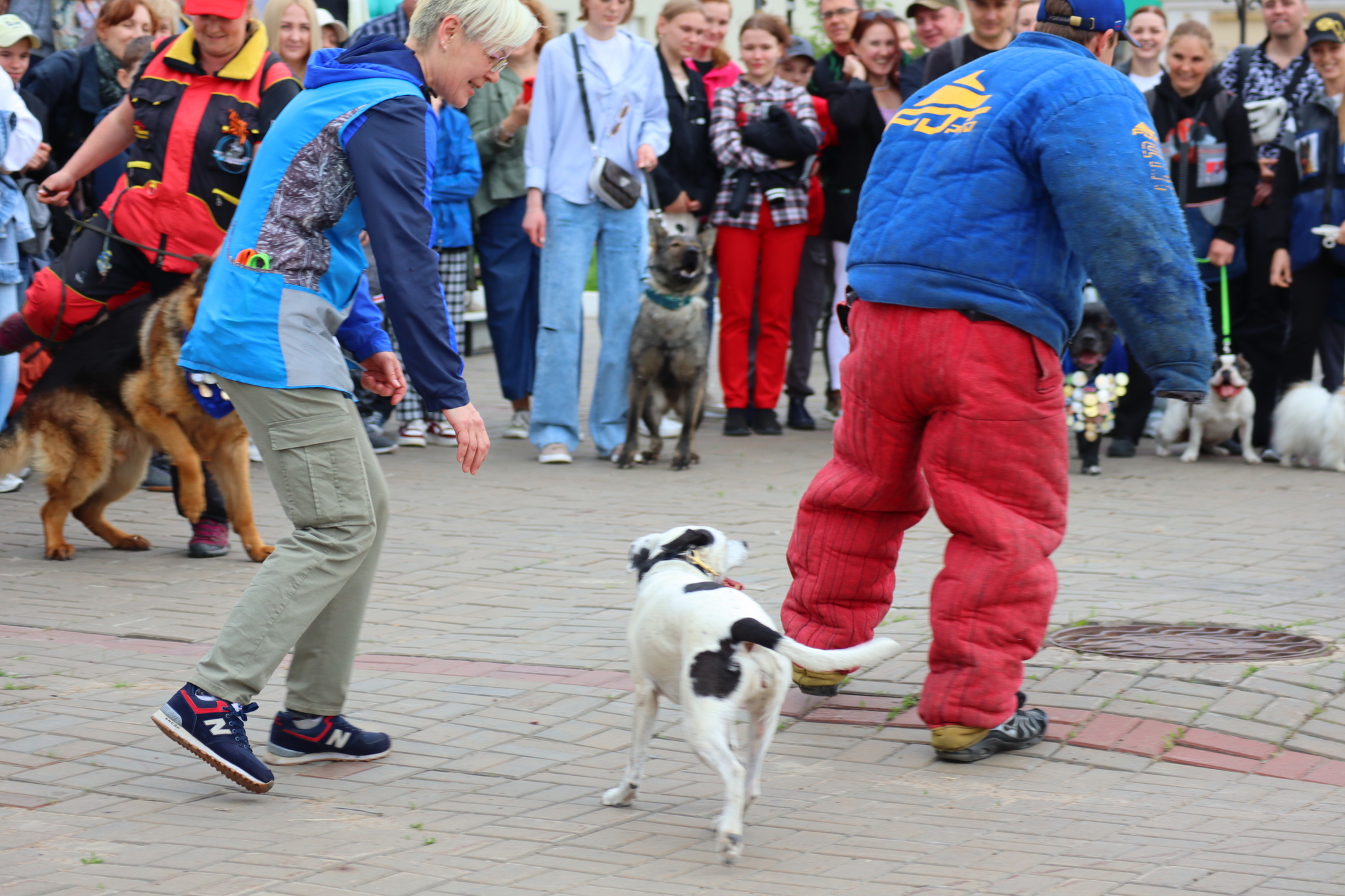 Dog training in Omsk - OTSSS - Training, Dog, Dog lovers, Puppies, Omsk, Longpost