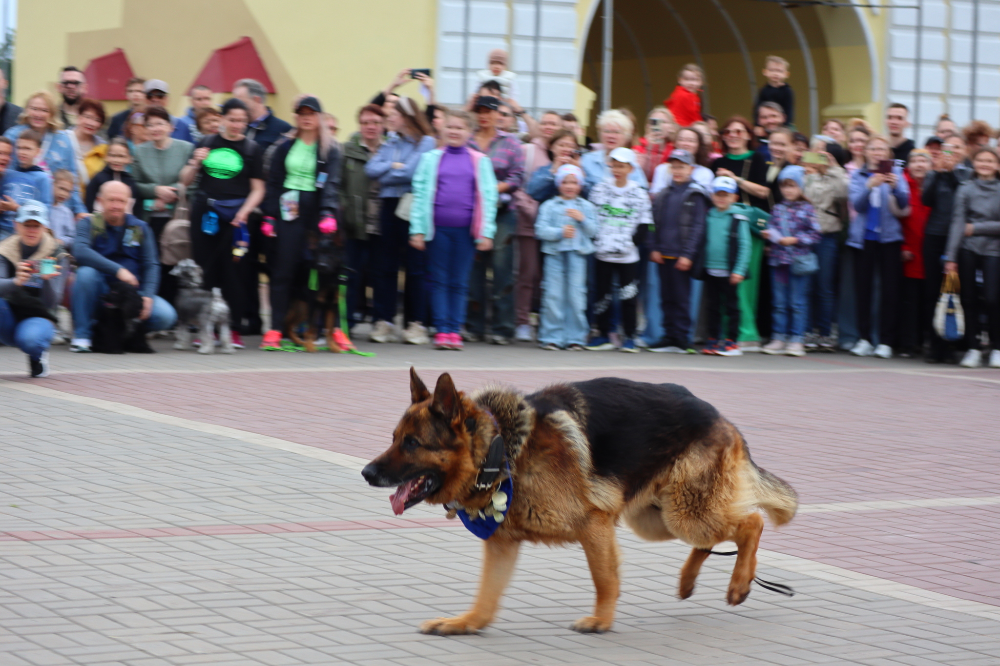 Dog training in Omsk - OTSSS - Training, Dog, Dog lovers, Puppies, Omsk, Longpost