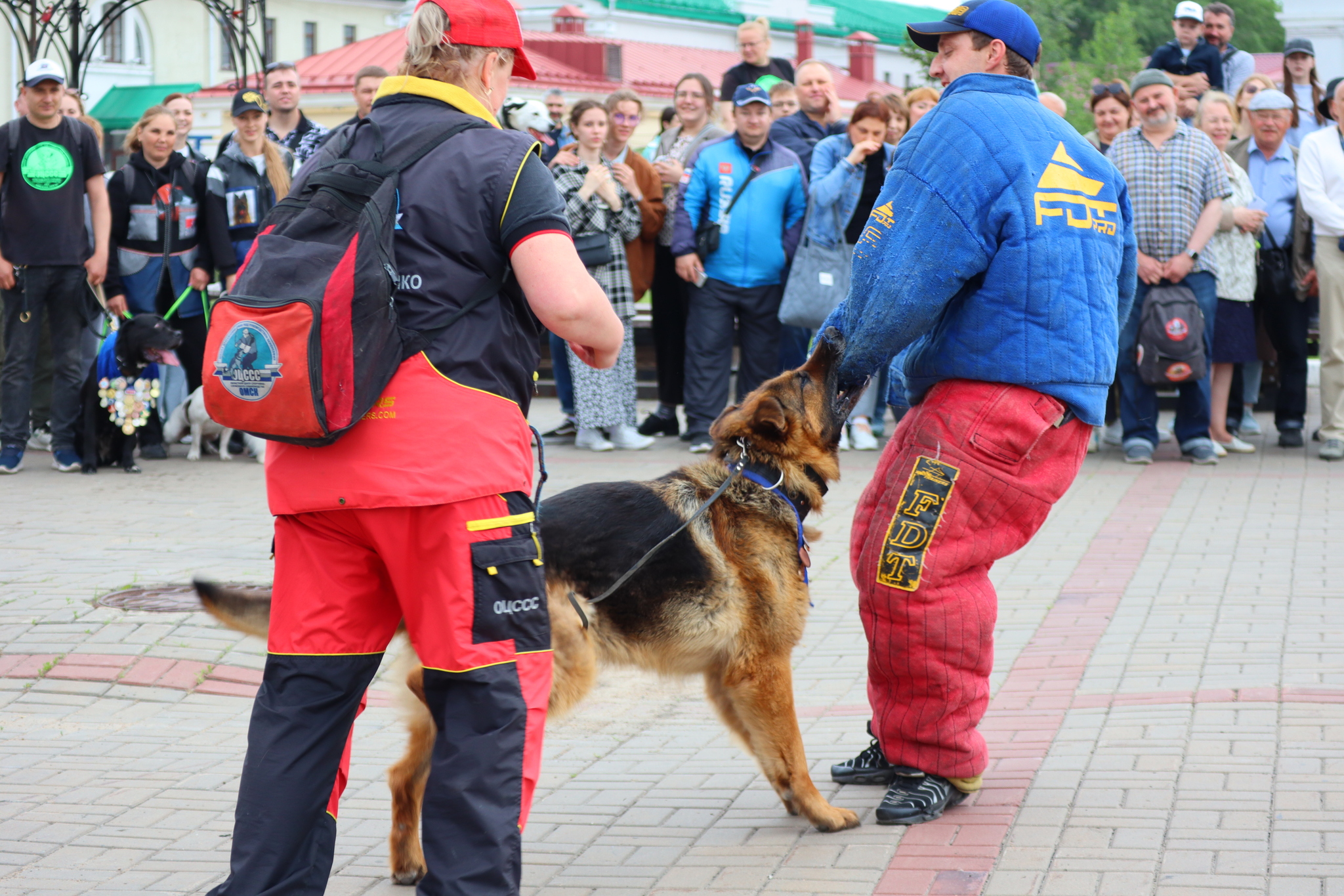 Dog training in Omsk - OTSSS - Training, Dog, Dog lovers, Puppies, Omsk, Longpost